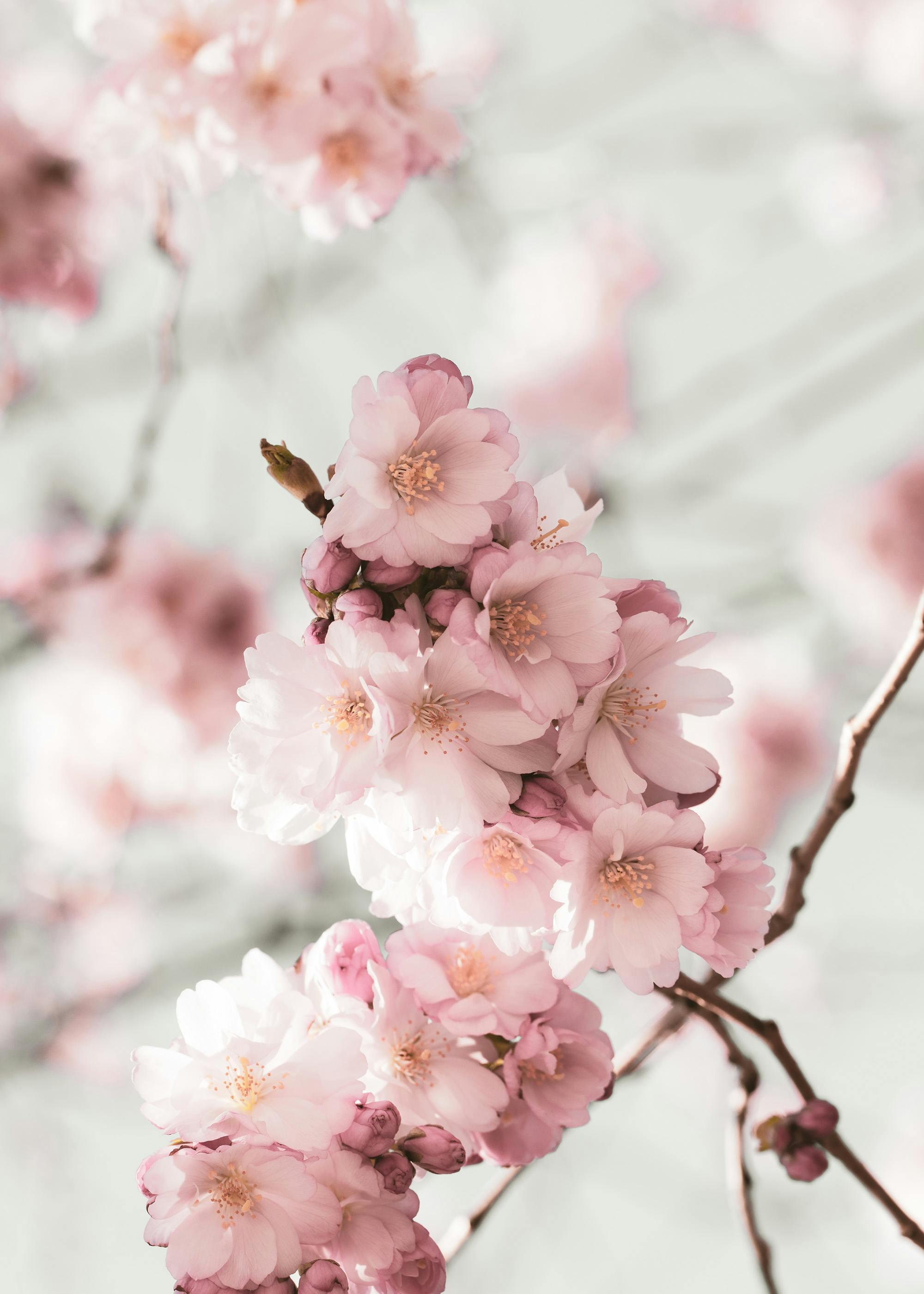 Cherry Blossom Branch Poster 0