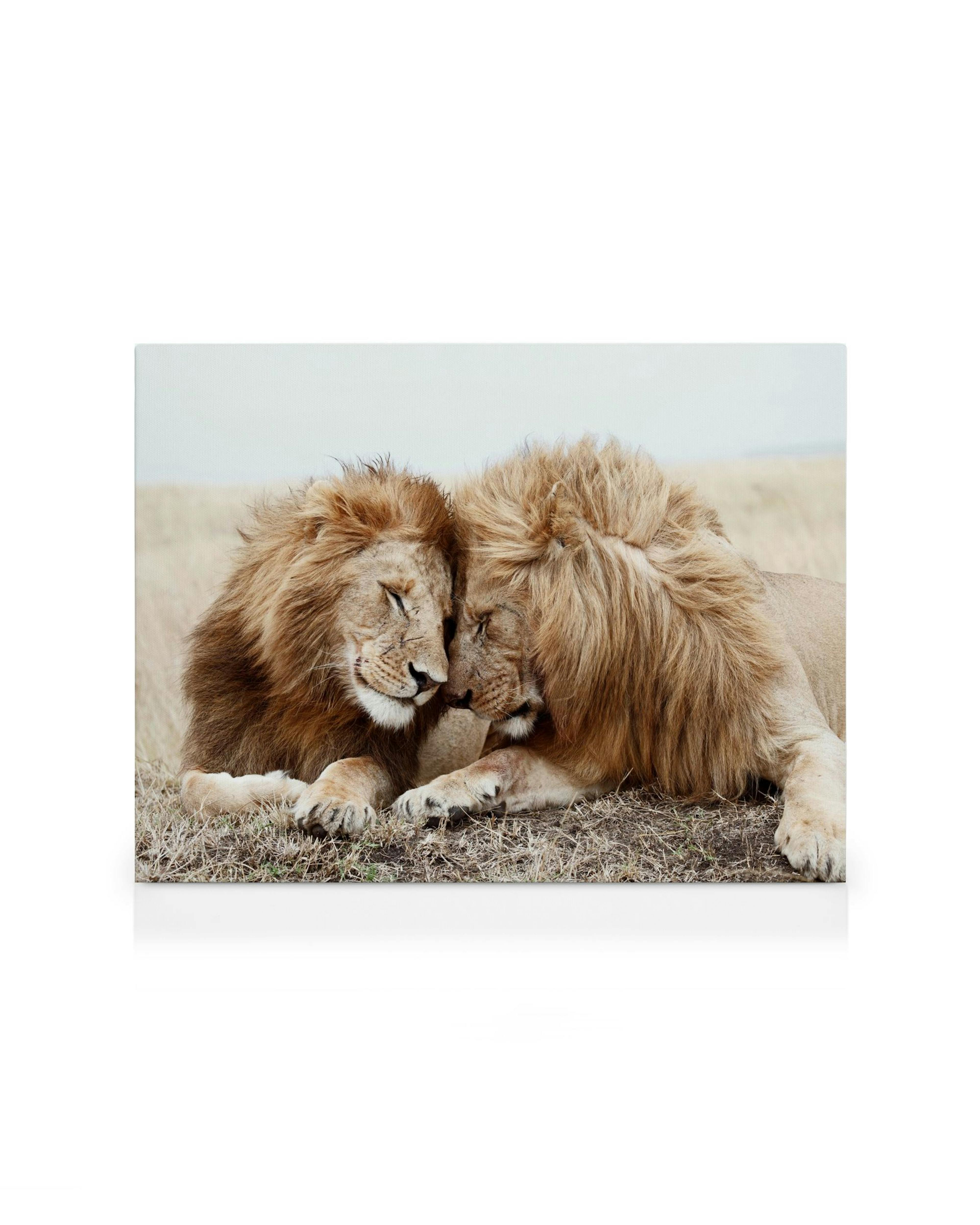 Leinwandbild mit zwei Löwen, die sich zärtlich aneinanderkuscheln, vor einer Savannenlandschaft.