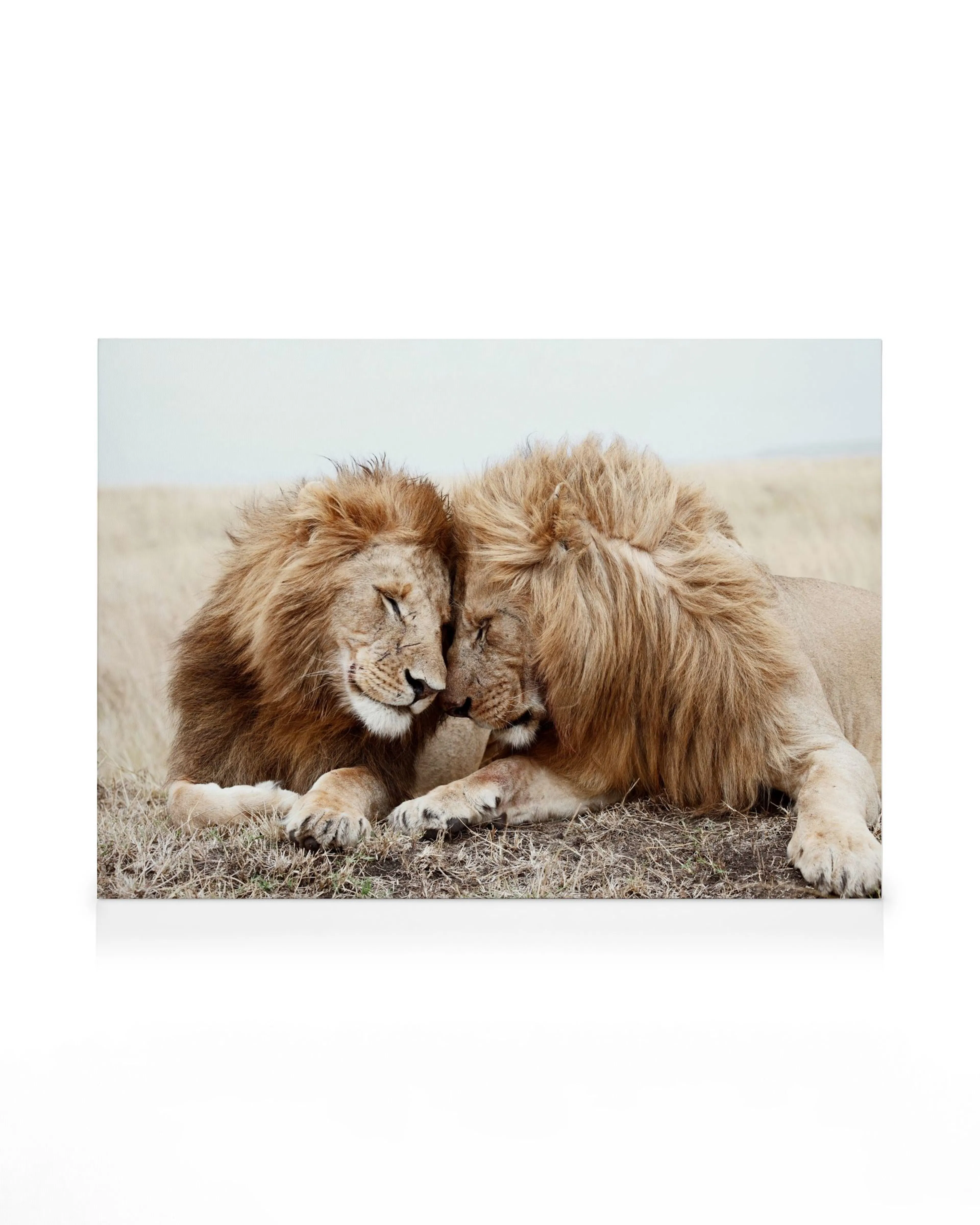 A canvas showing two male lions nuzzling, lying in dry grass with a pale sky background.