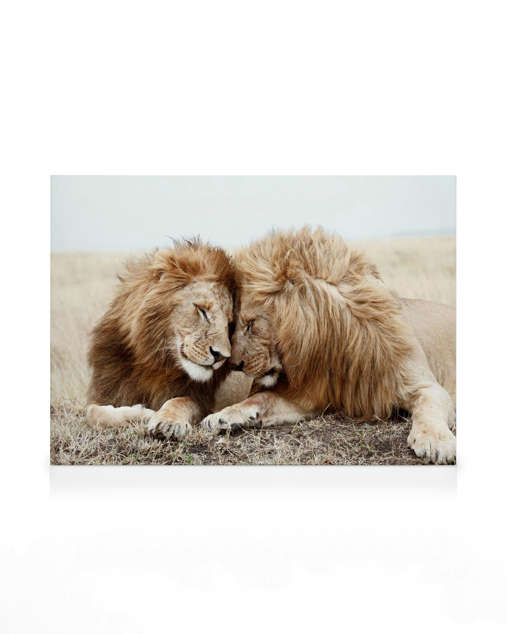 Canvas Prints - Lion Brothers Canvas print (30x40 cm - Black Frame) - Poster Store