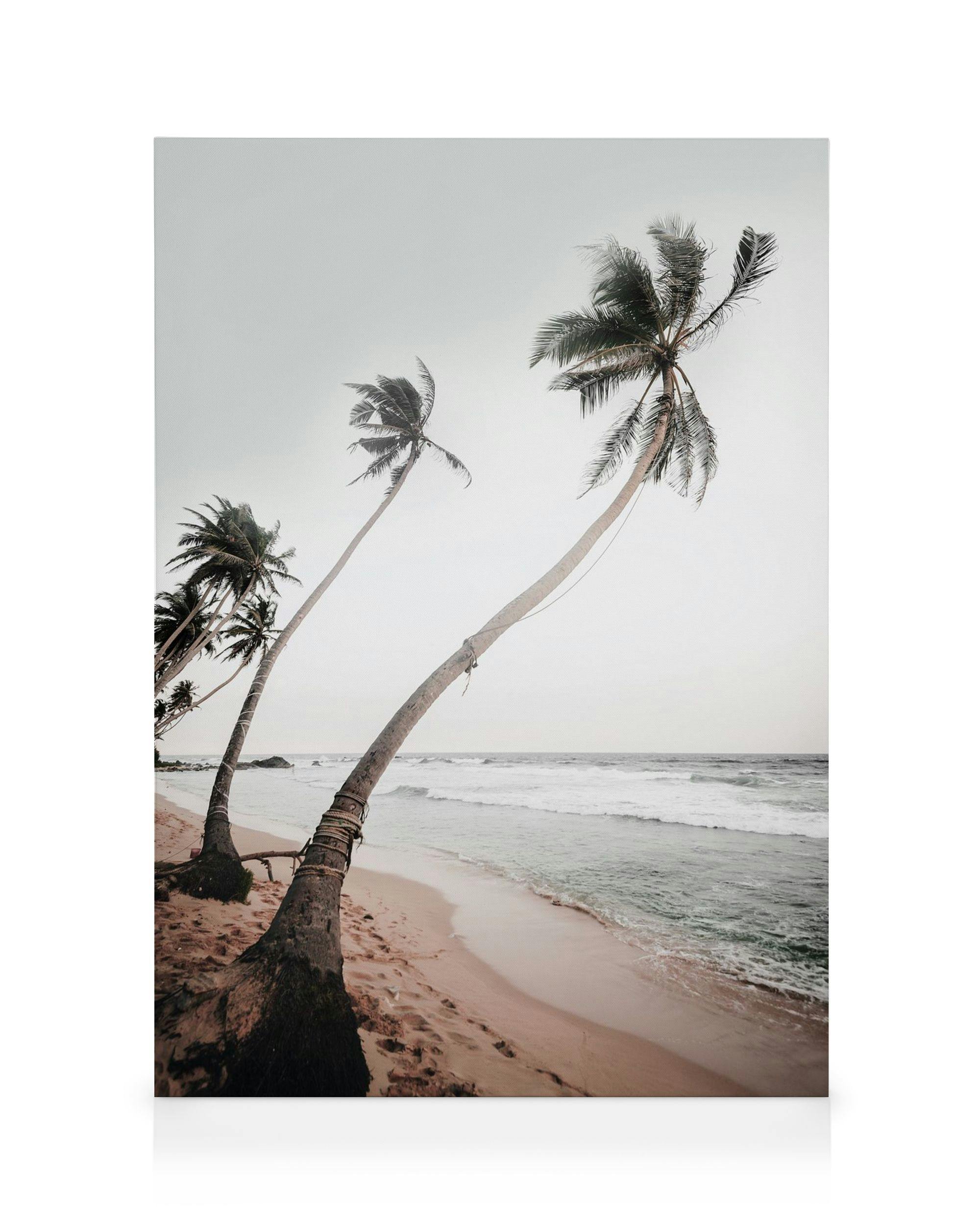Canvas Prints - Sri Lanka Palms Canvas print (50x70 cm) - Poster Store