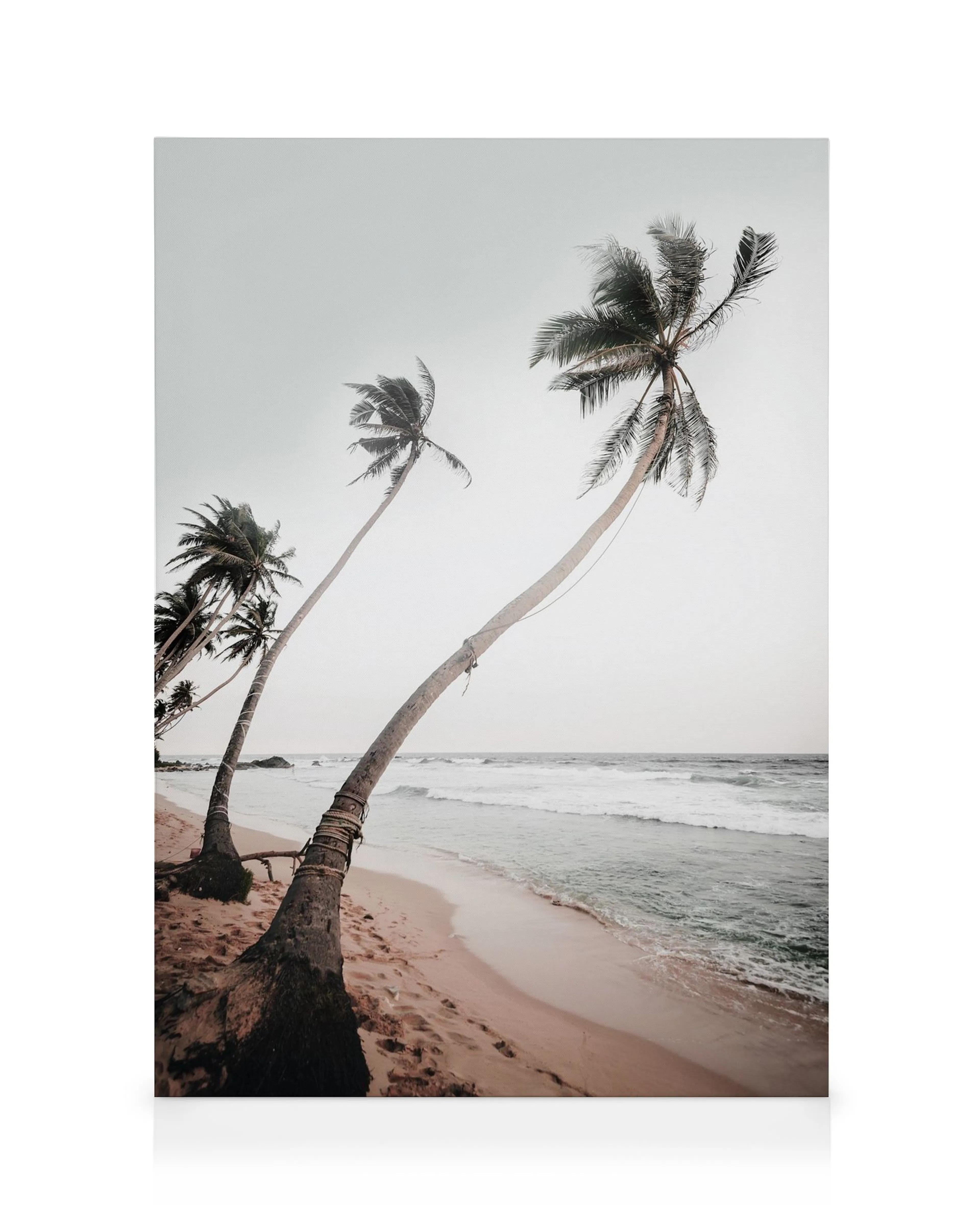 Sri Lanka Palms Canvas print 0