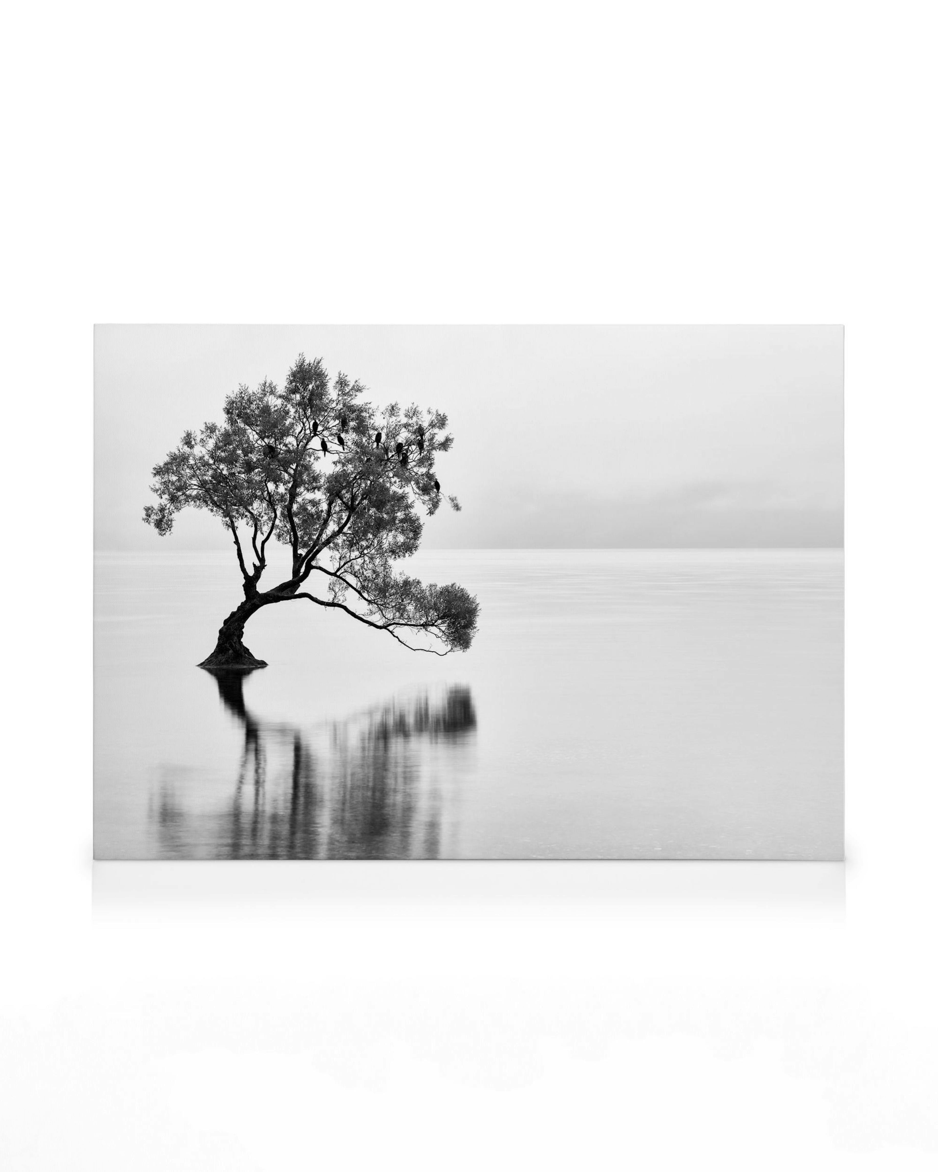 Einsamer Wanaka Tree Leinwandbild 0