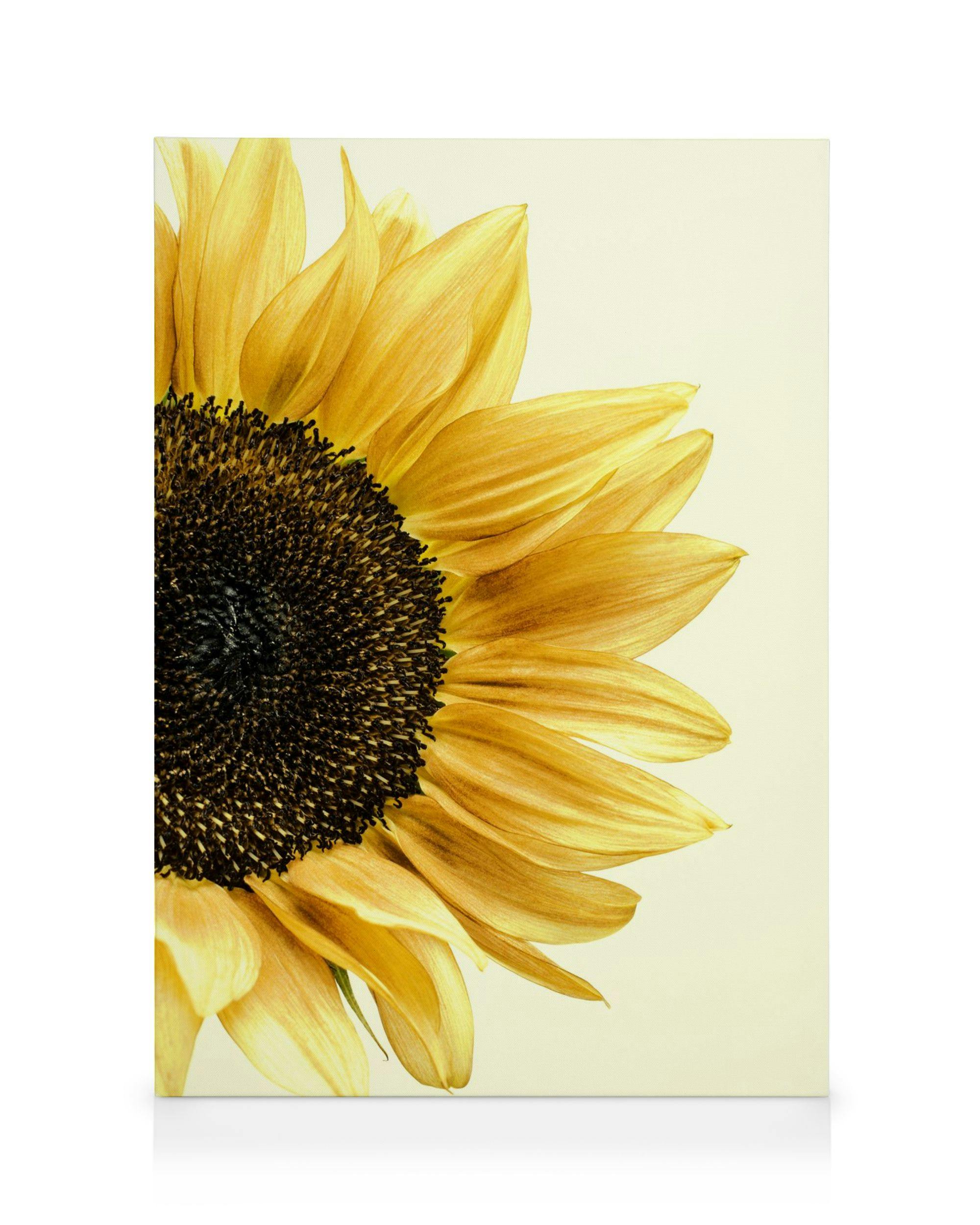 Sunflower Canvas print (30x40 cm - Oak Frame) - Poster Store High Quality Picture Frames