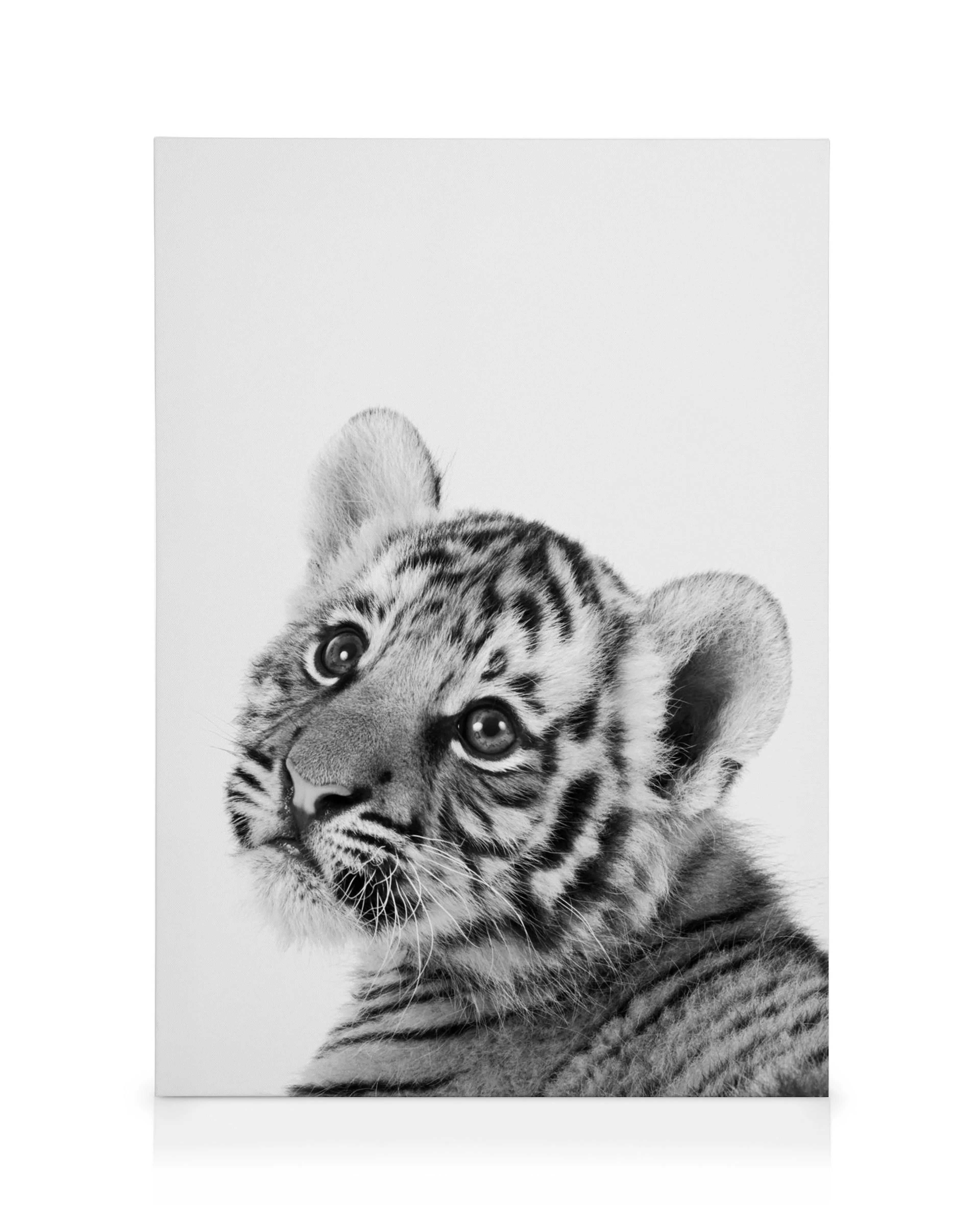 Baby Tiger Canvas print 0