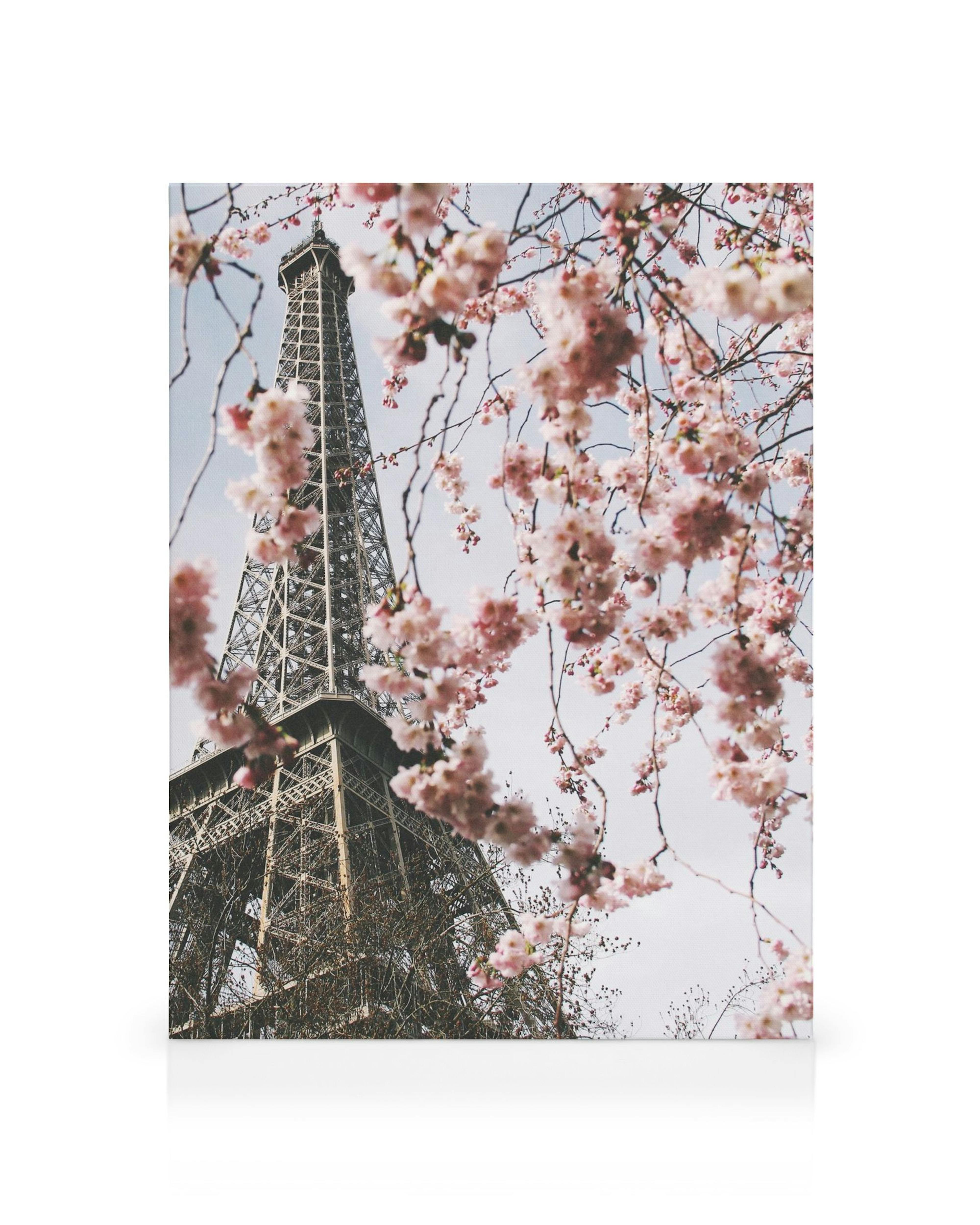 A canvas showing the Eiffel Tower in Paris framed by delicate pink cherry blossoms against a clear sky.