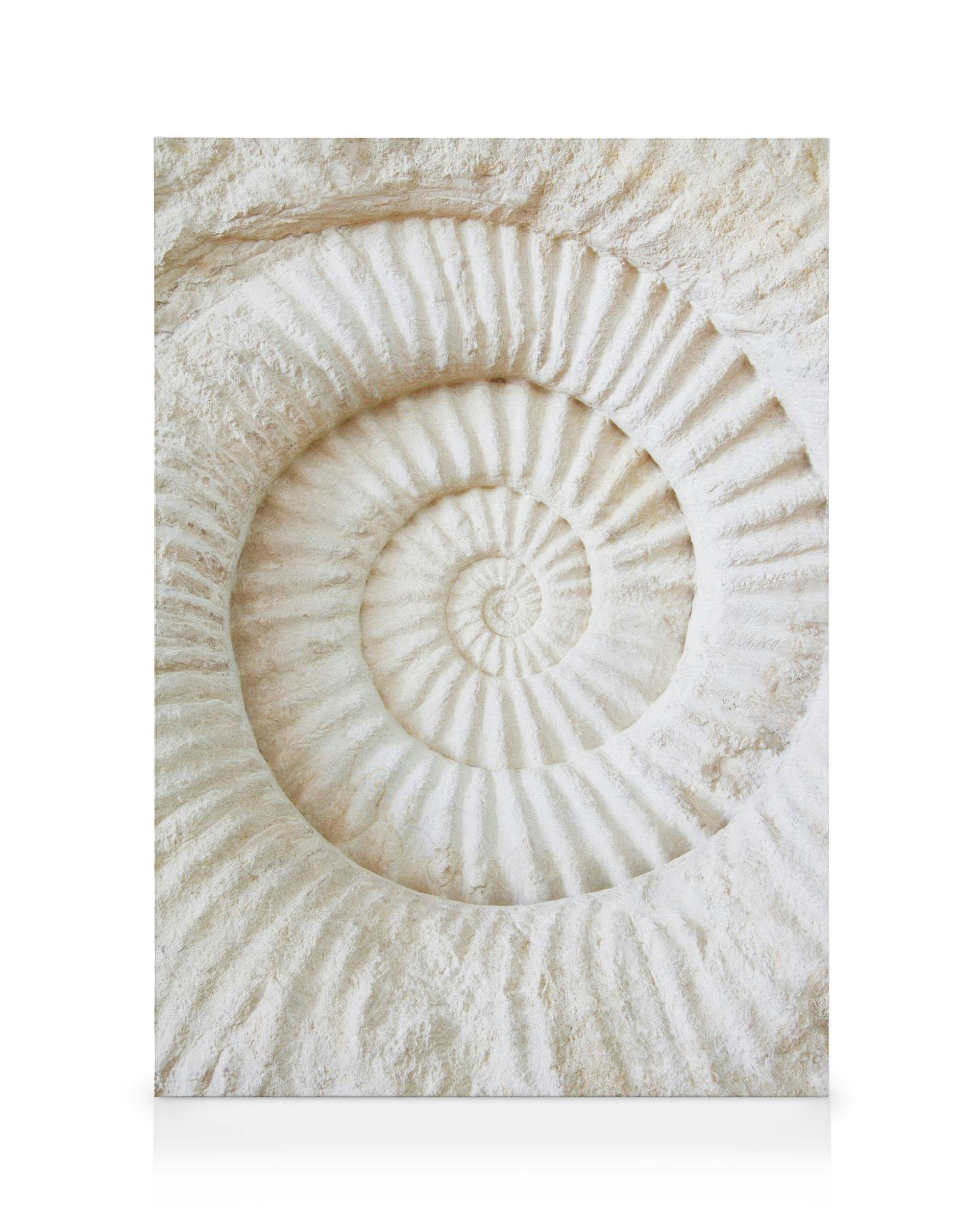 Ammonite Fossil Canvas print 0