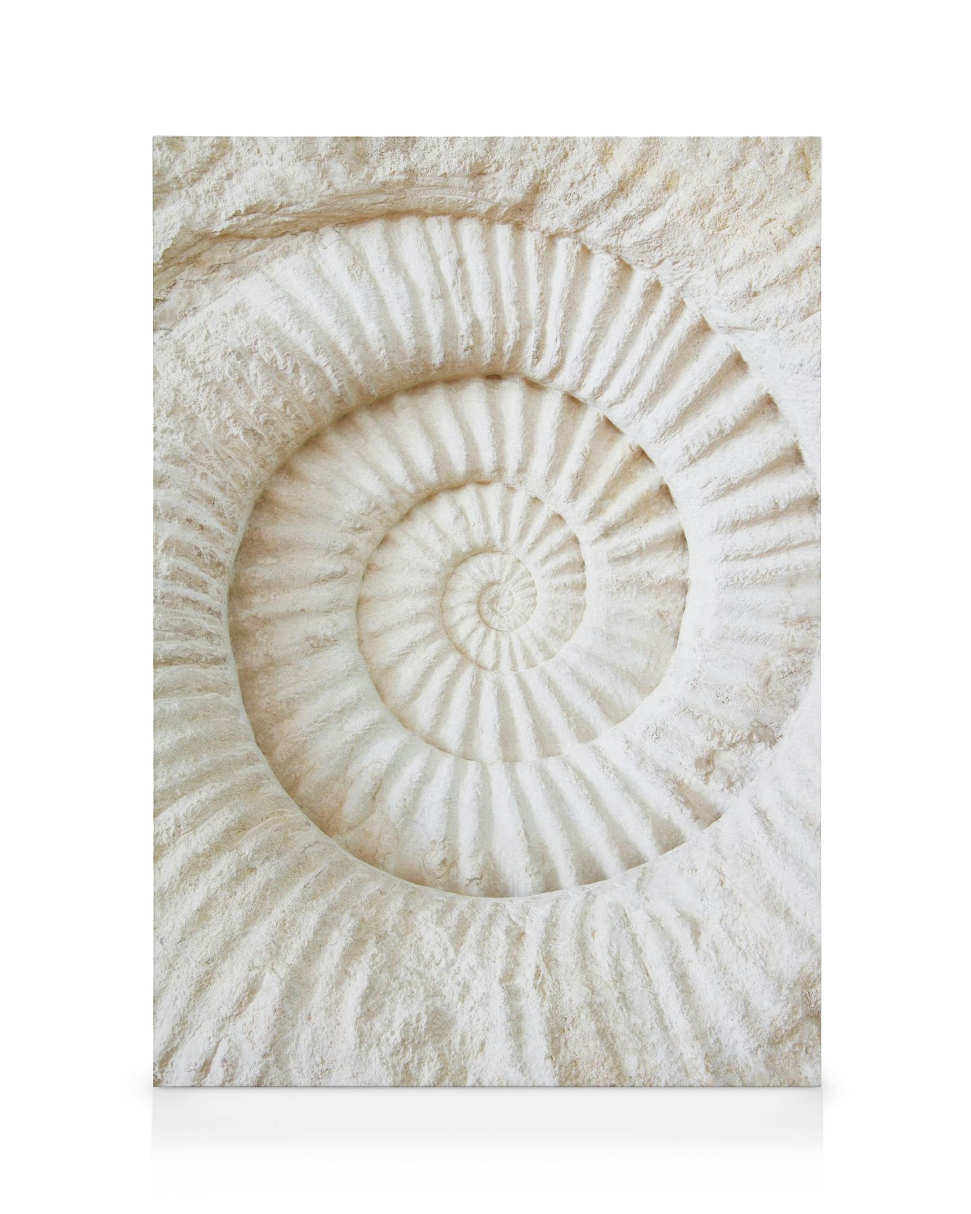 Ammonite Fossil Canvas print 0