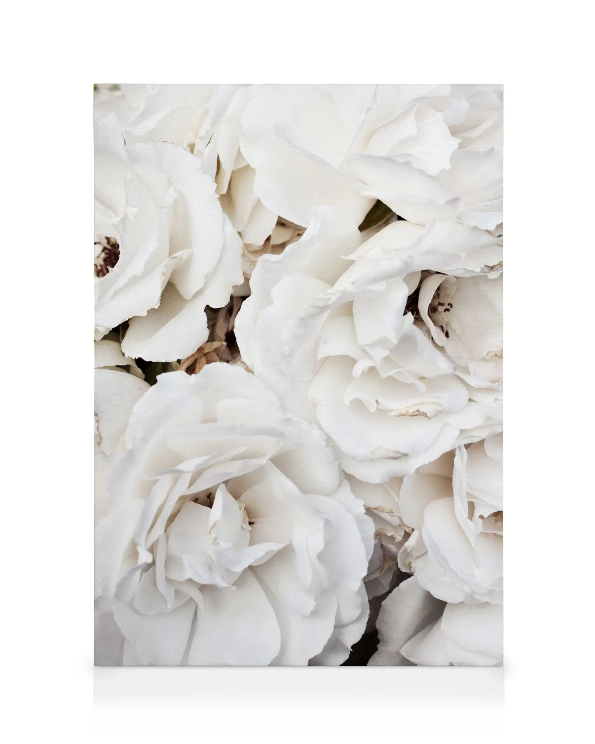 White Roses Canvas print 0
