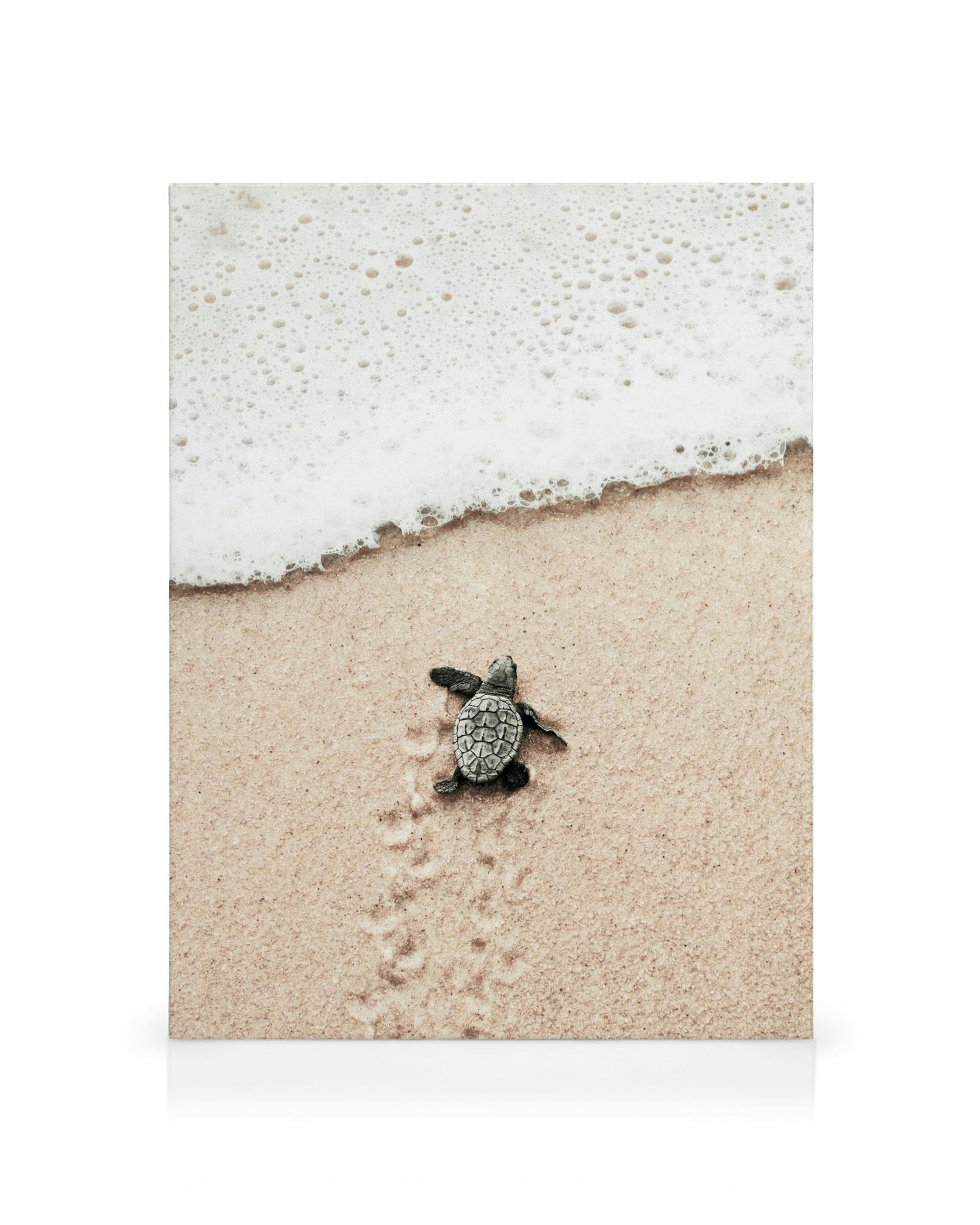 Ein Leinwandbild mit einer kleinen Meeresschildkröte, die sich auf beigem Sandstrand dem schäumenden Meer nähert.