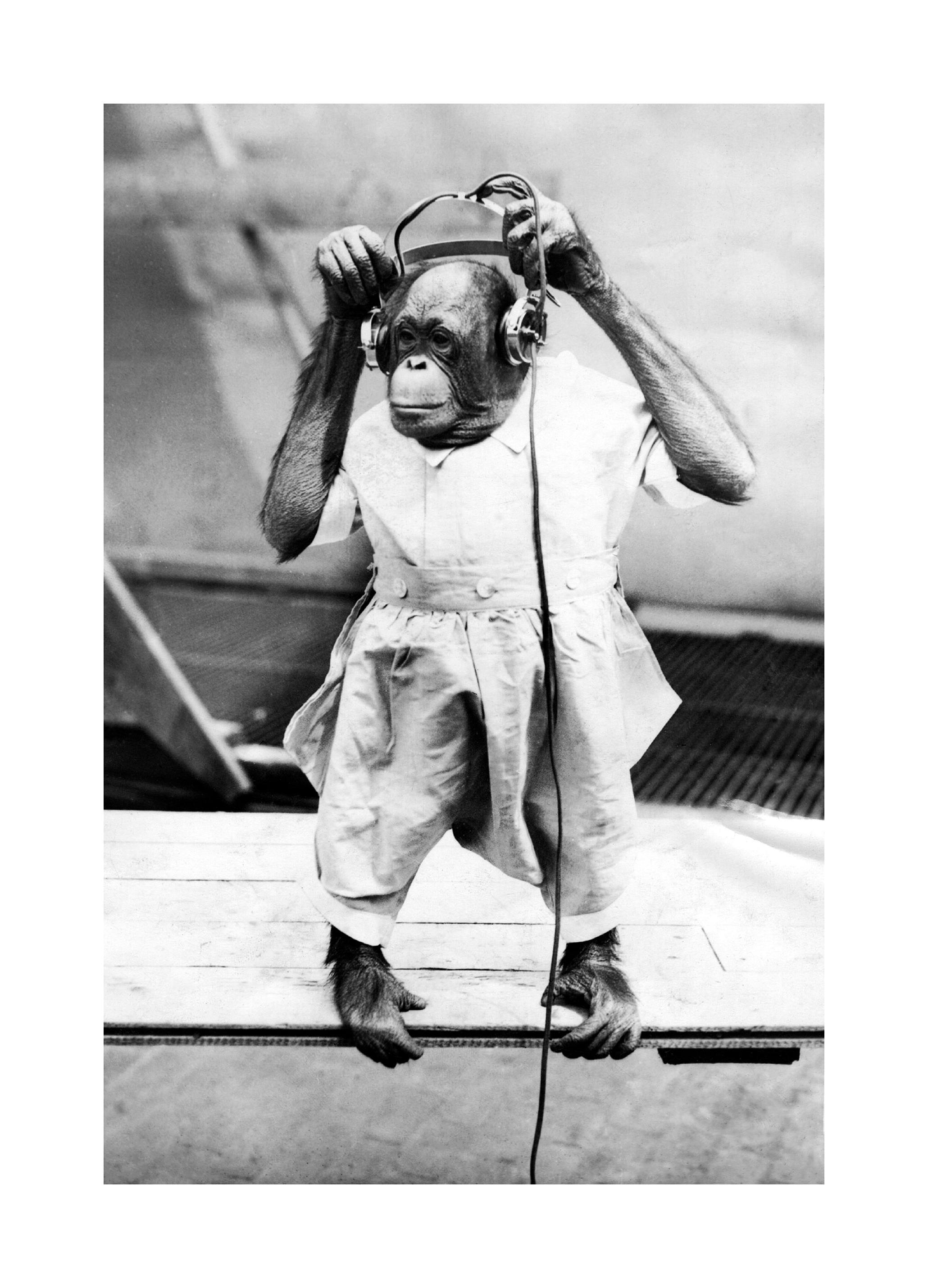 Prints Duke the Chimp Poster (40x50 cm) - Poster Store