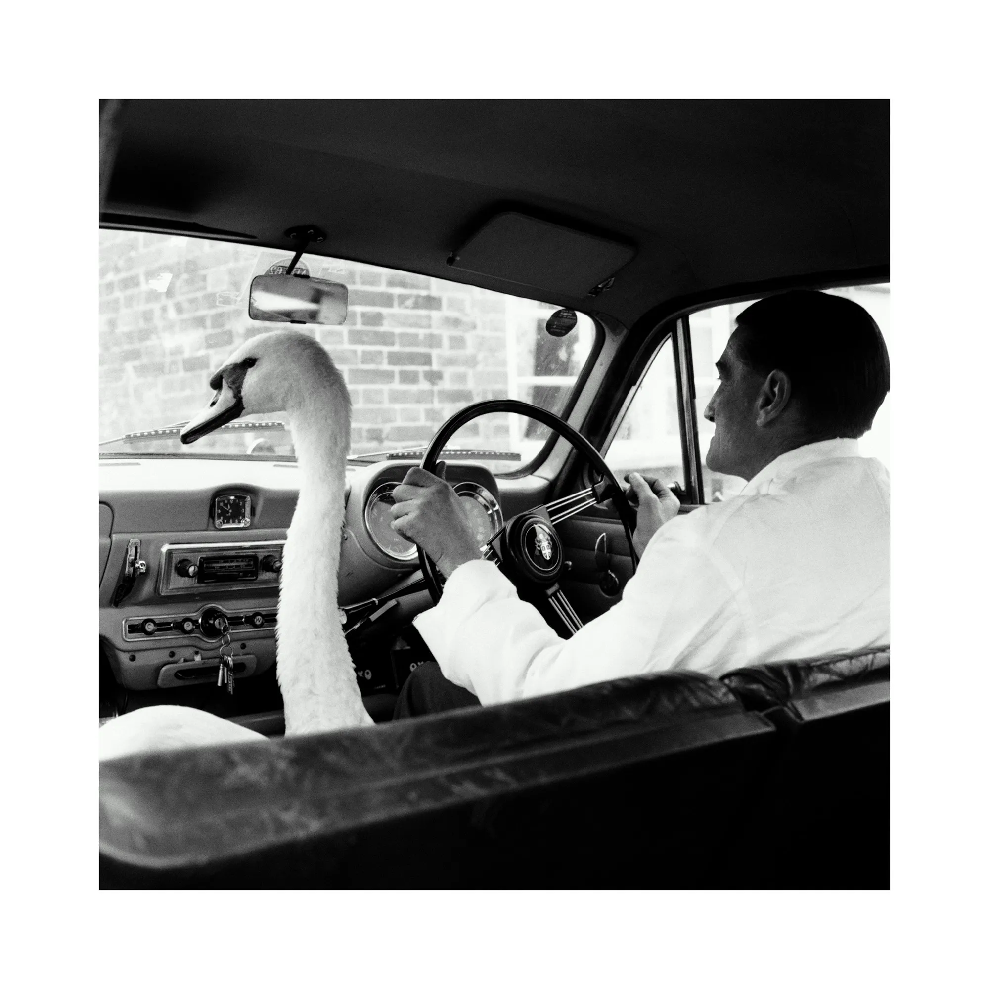 Swan Passenger Poster 0