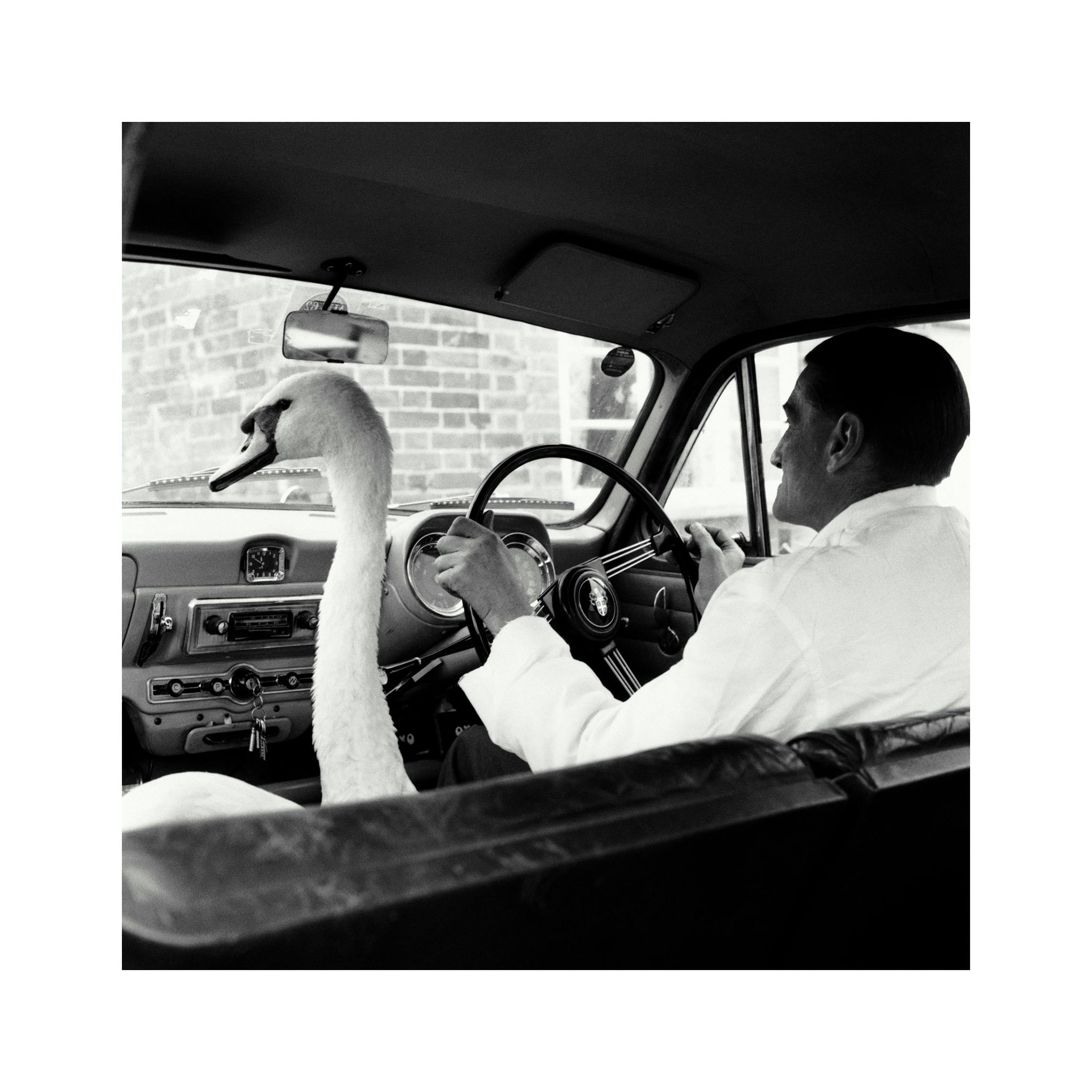 Svane Passasjer Plakat (50x50 cm) - Poster Store