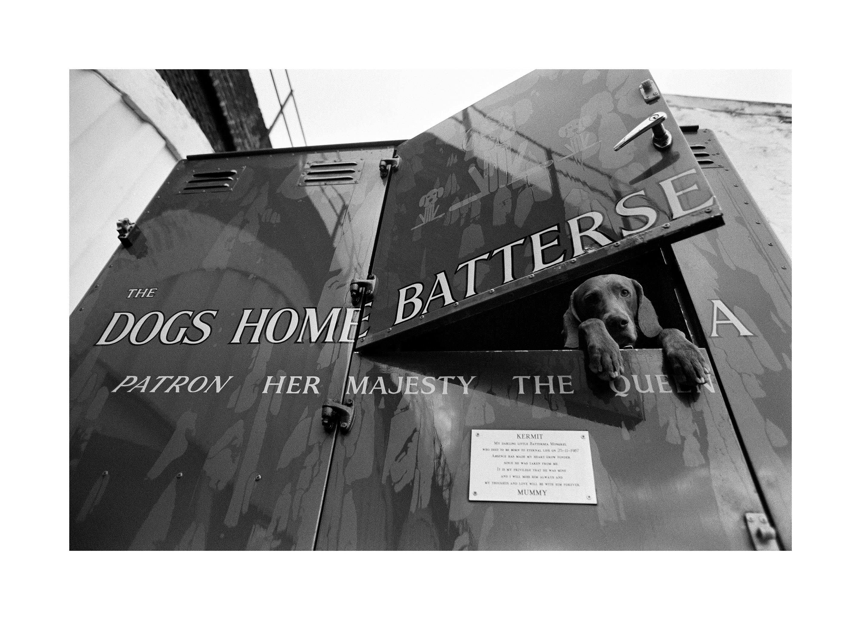 Hunderettung Poster (50x70 cm) - Poster Store