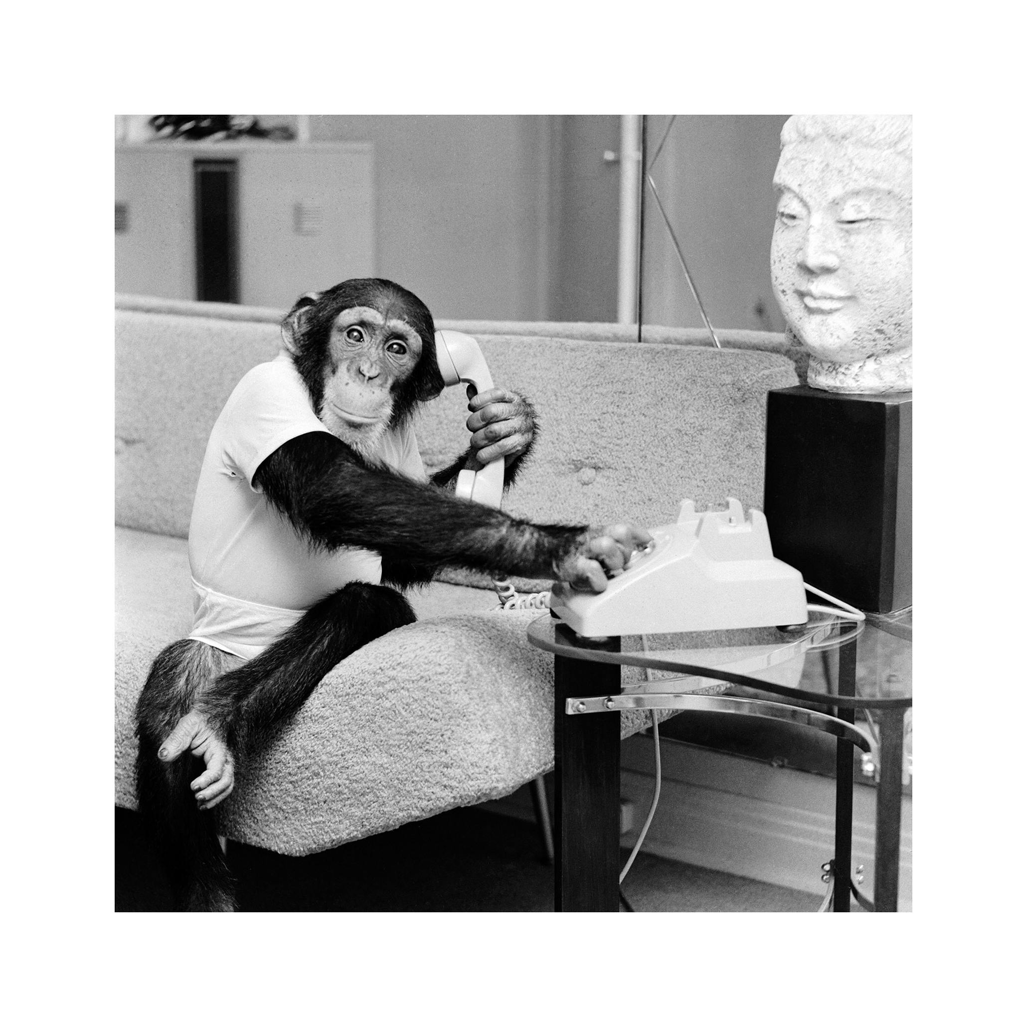 Chimp on the Line Poster (50x50 cm) - Poster Store