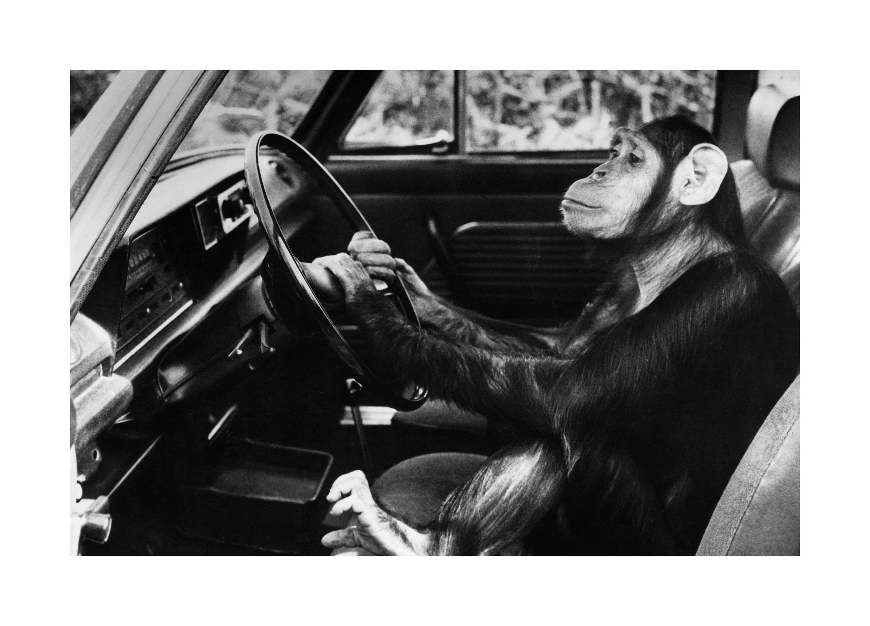 Sjimpanse på Veien Plakat (50x70 cm) - Poster Store