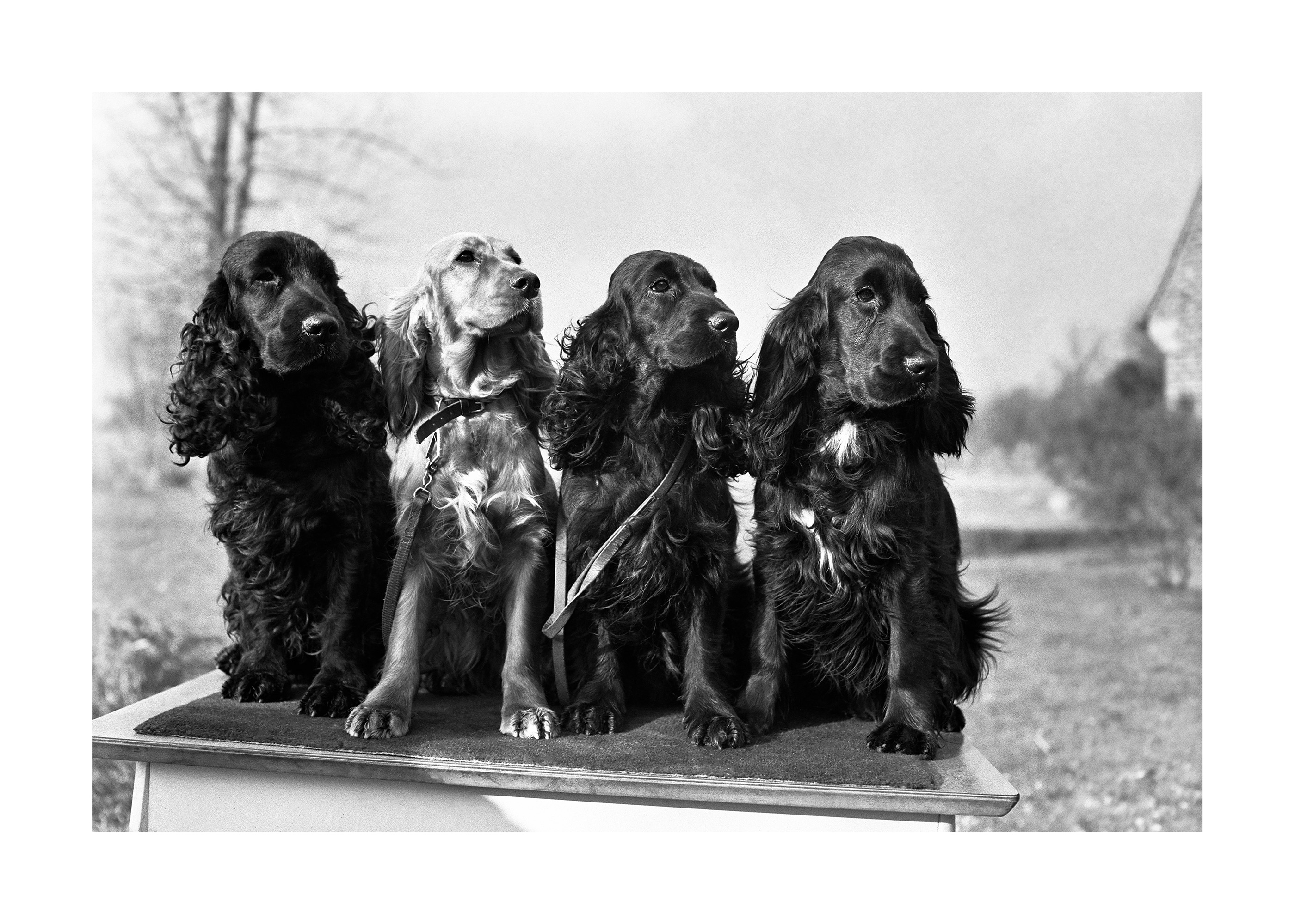 Spaniel Squad Black & White Dog Poster | Poster Store AU