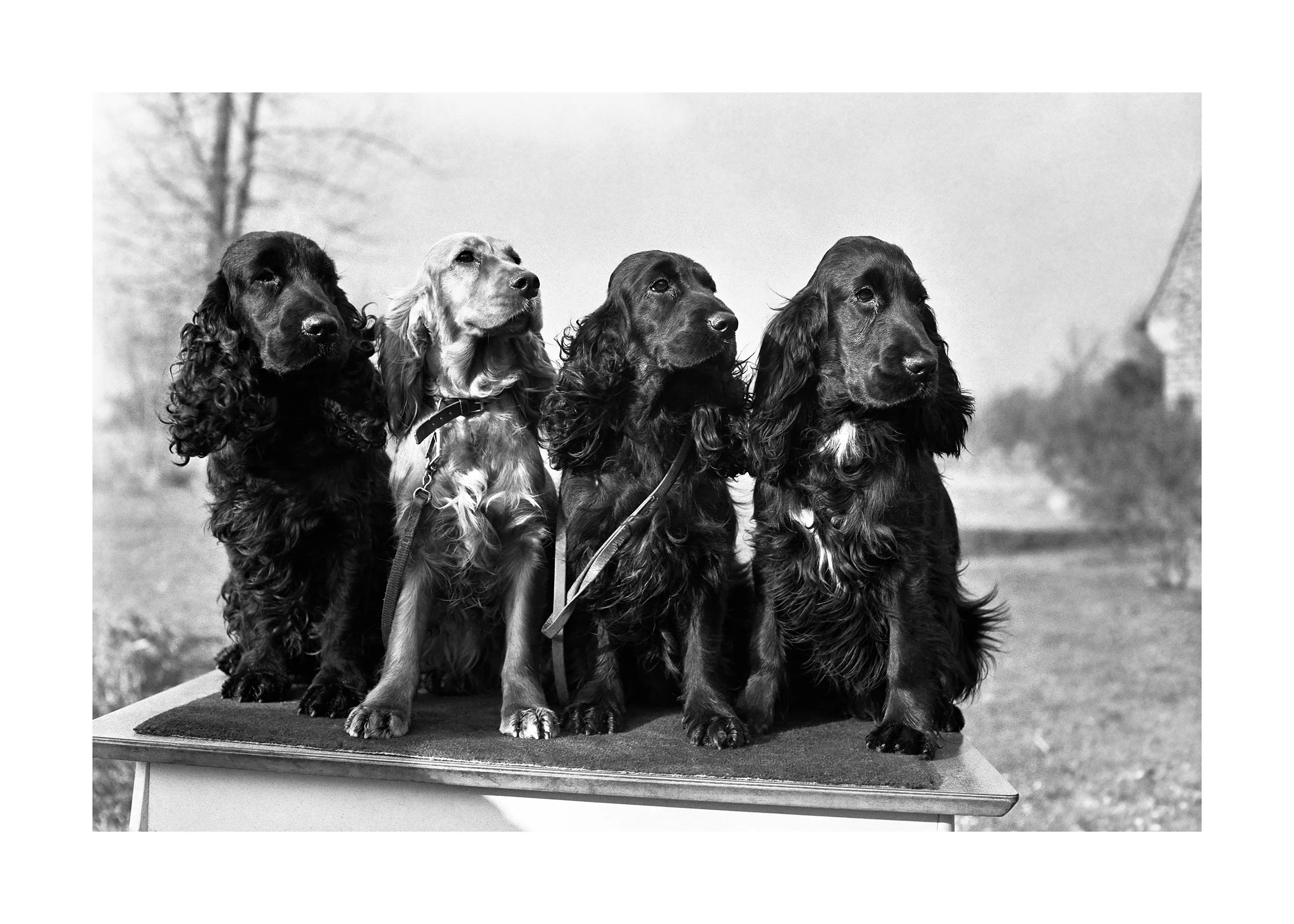 Spaniel Squad Poster 0