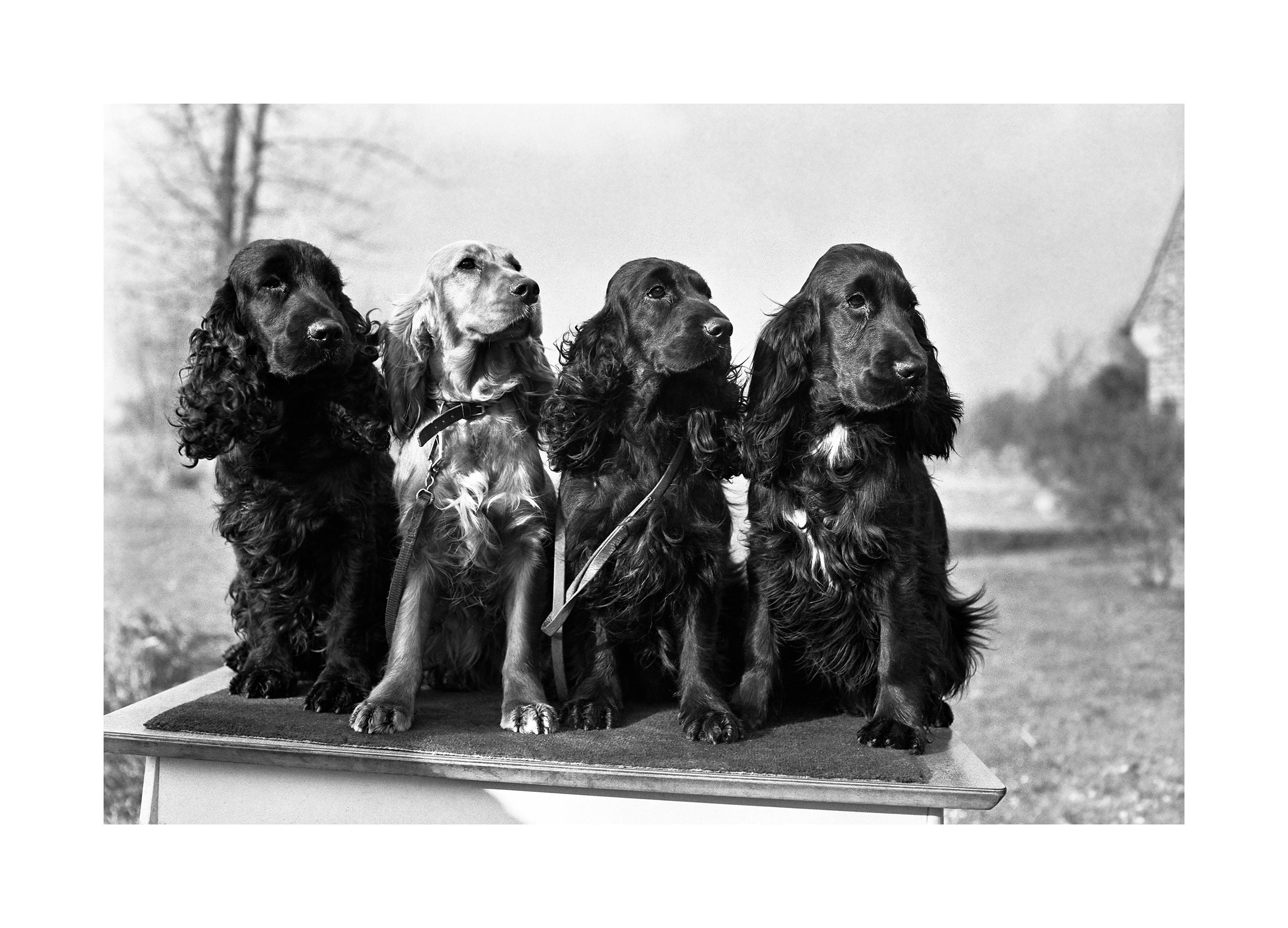 Spaniel Squad Poster (50x70 cm) - Poster Store