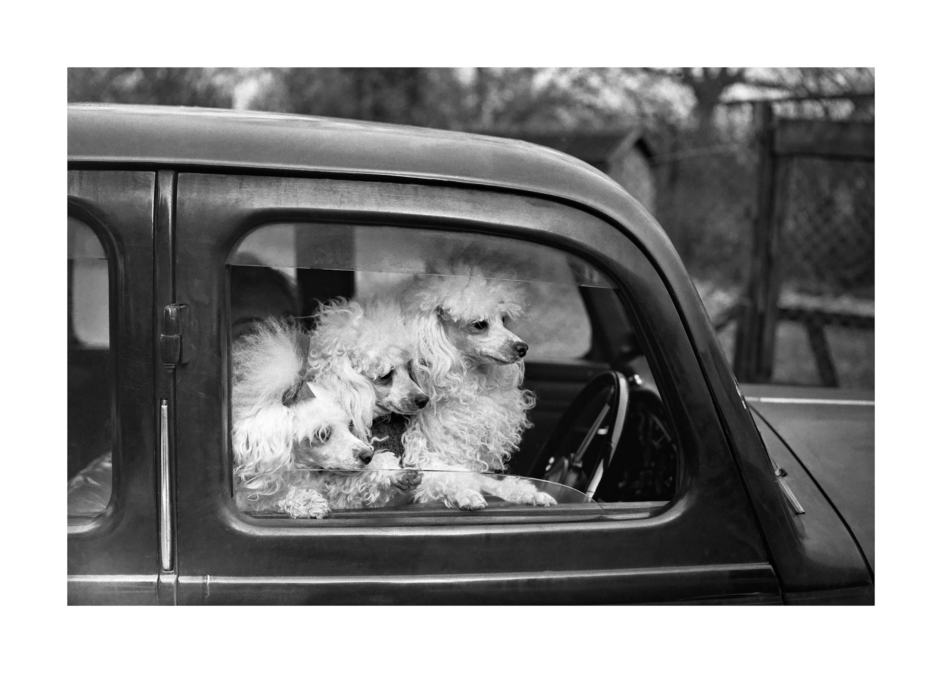 Poodle Trio Poster 0