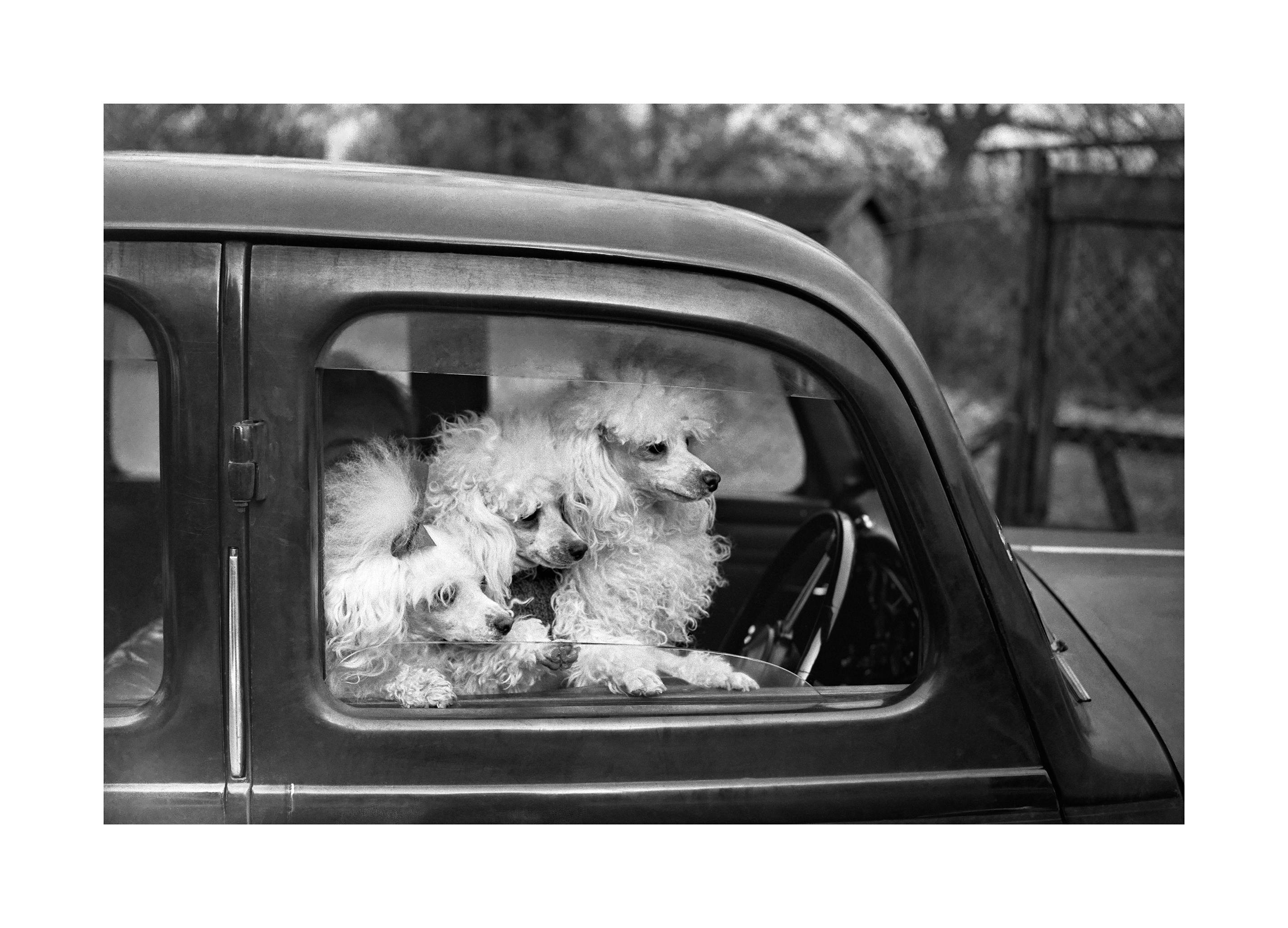 Pudel Trio Poster (50x70 cm) - Poster Store