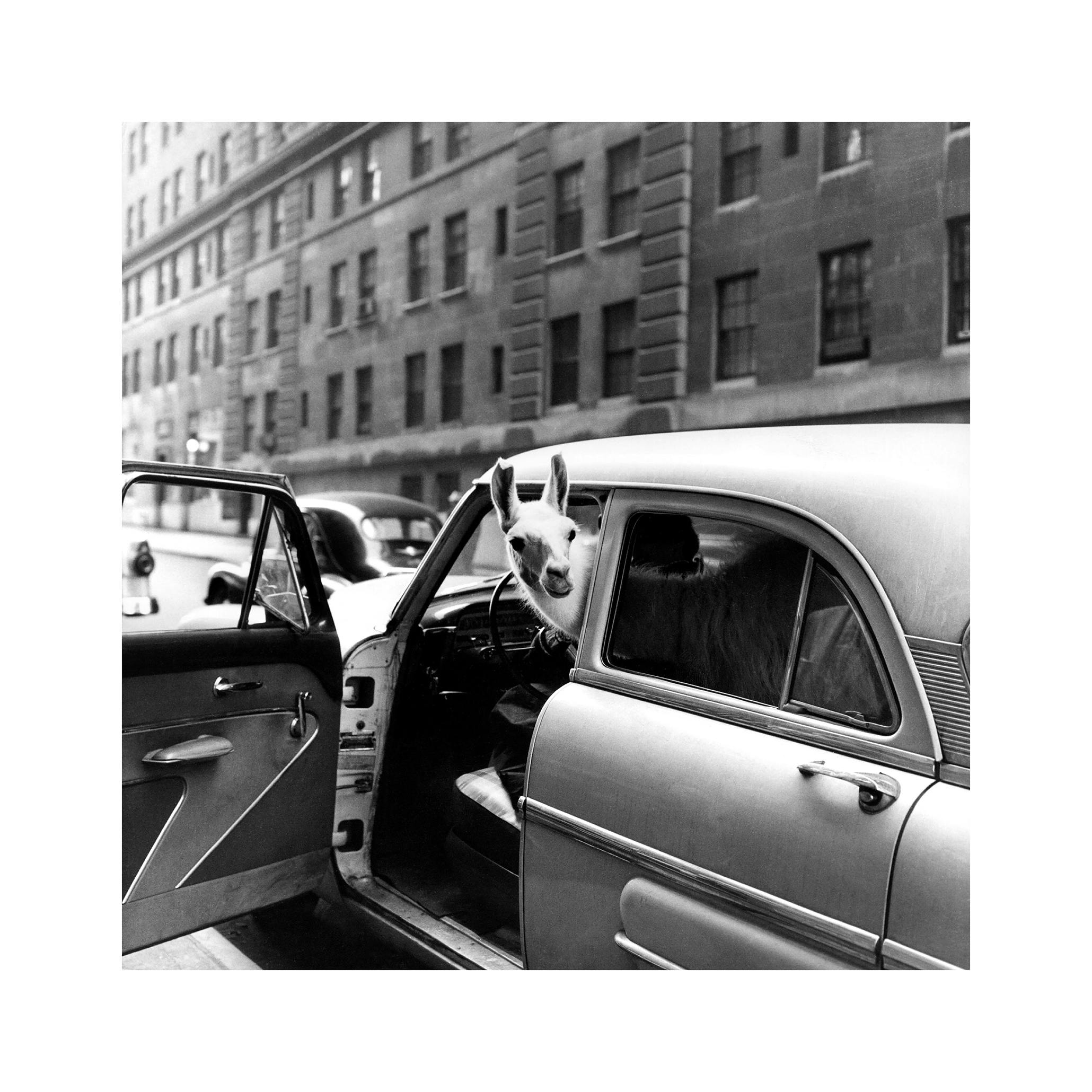 Lama Kikk Plakat (50x50 cm) - Poster Store