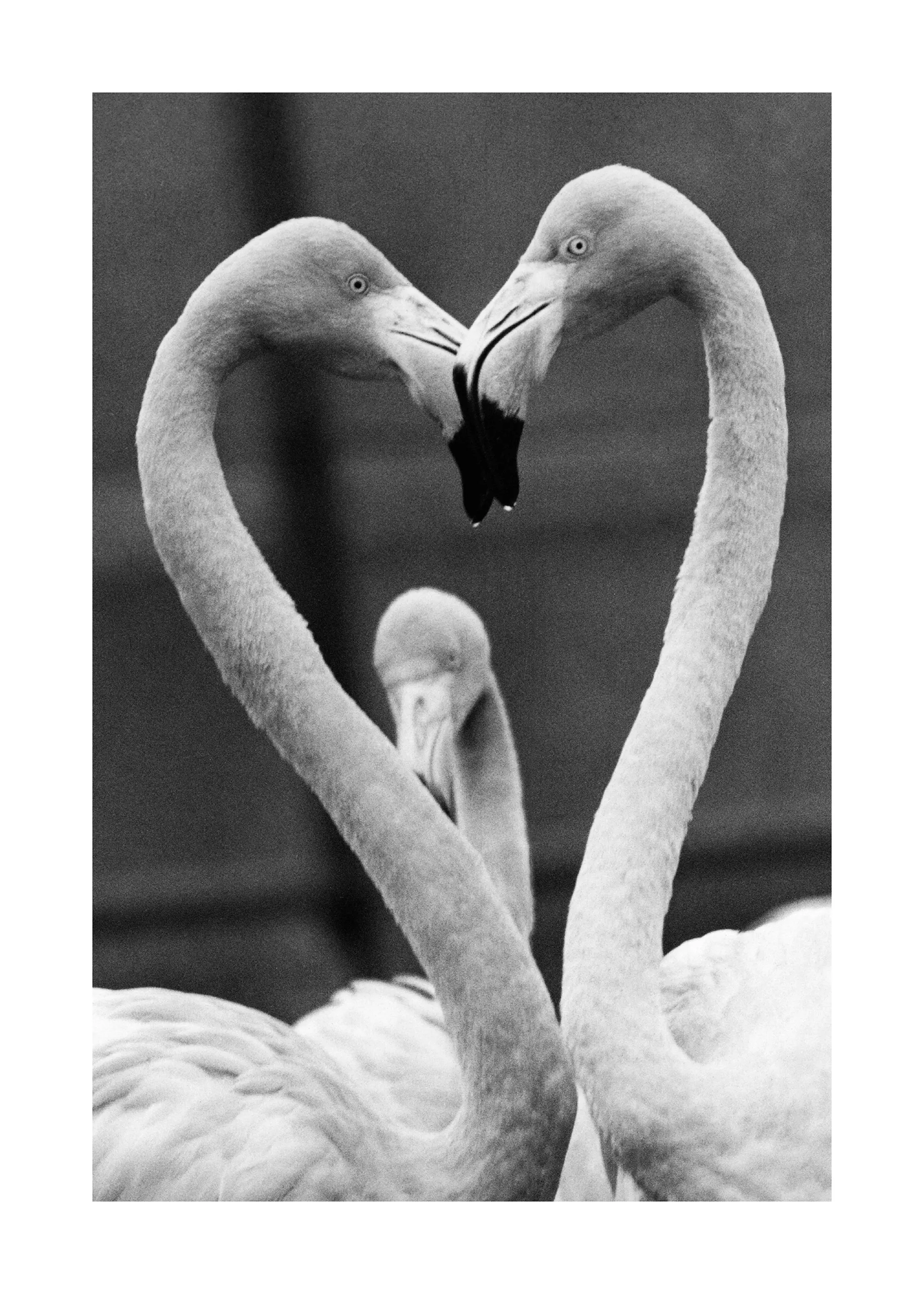 Flamingo Heart Poster 0