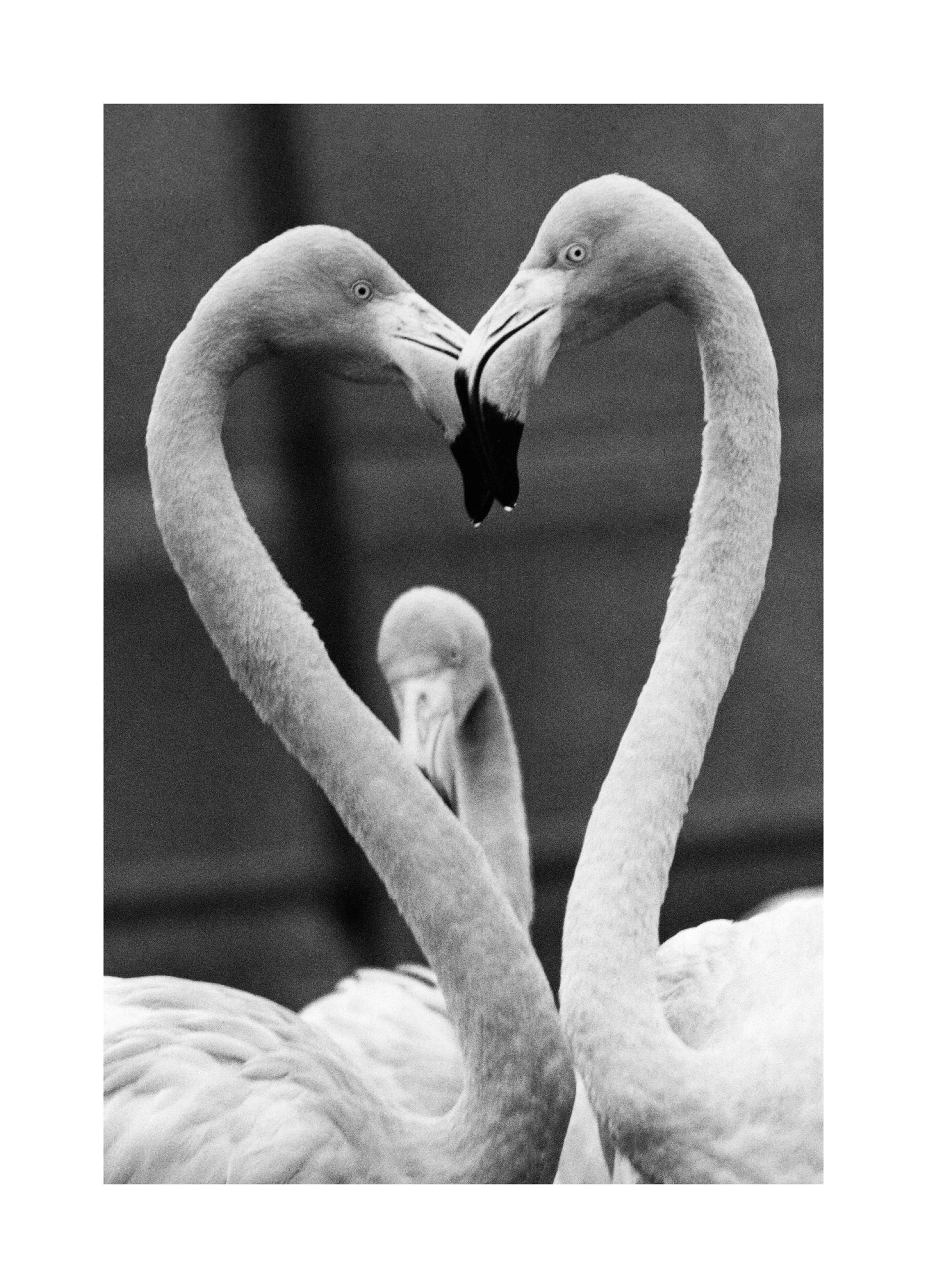 Flamingo Hart Poster (50x70 cm) - Poster Store