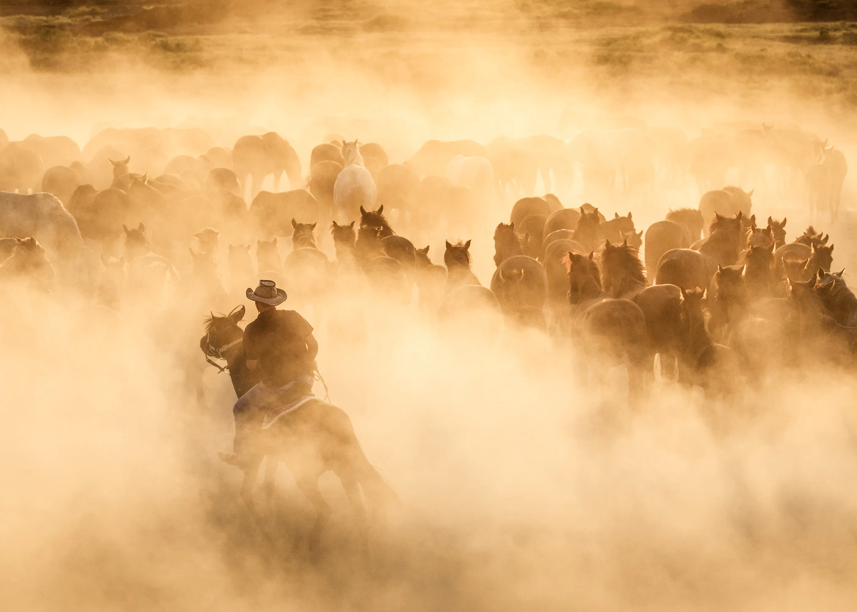 Cowboy with Heard Poster 0