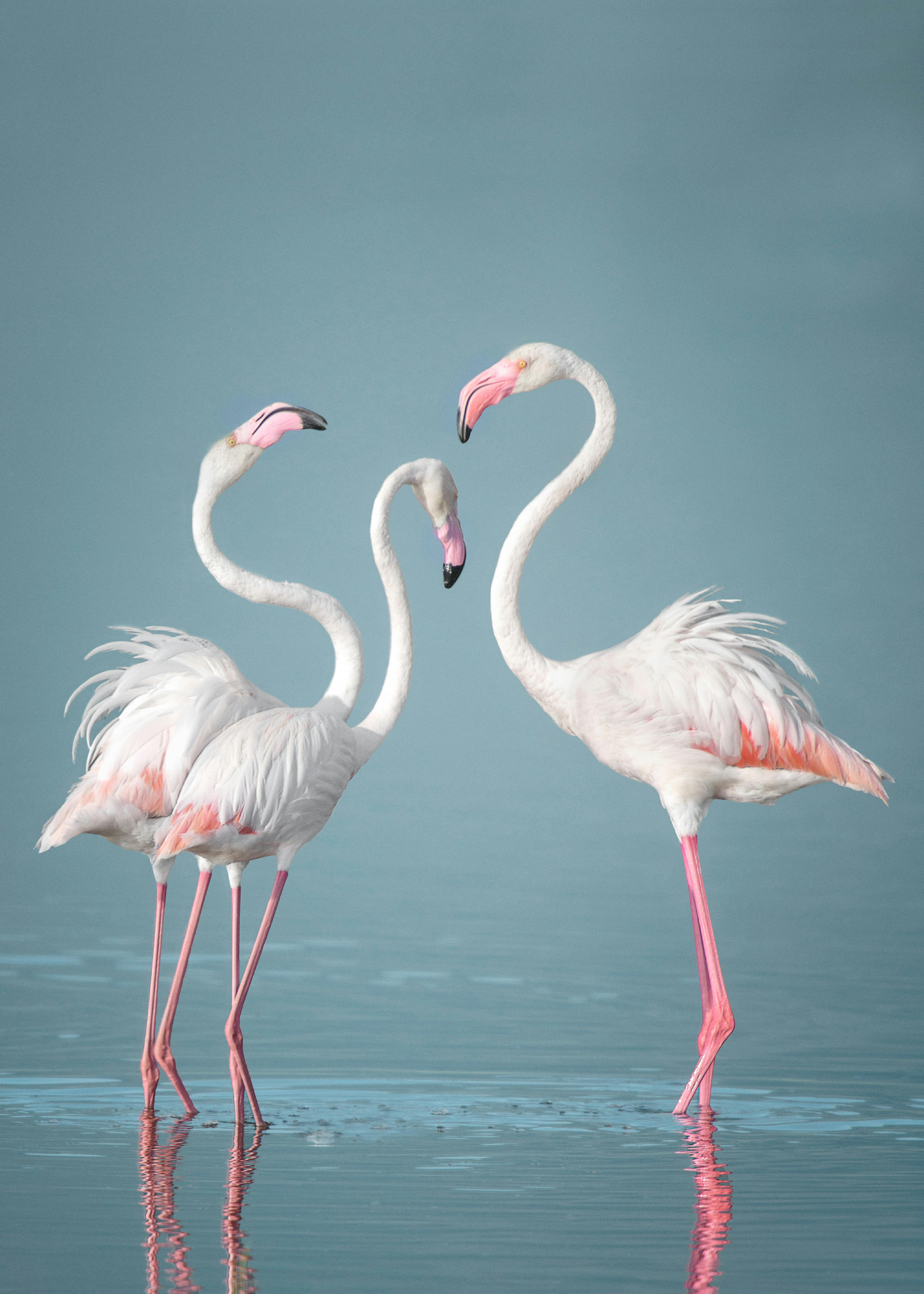 Japanese Cranes Poster 0