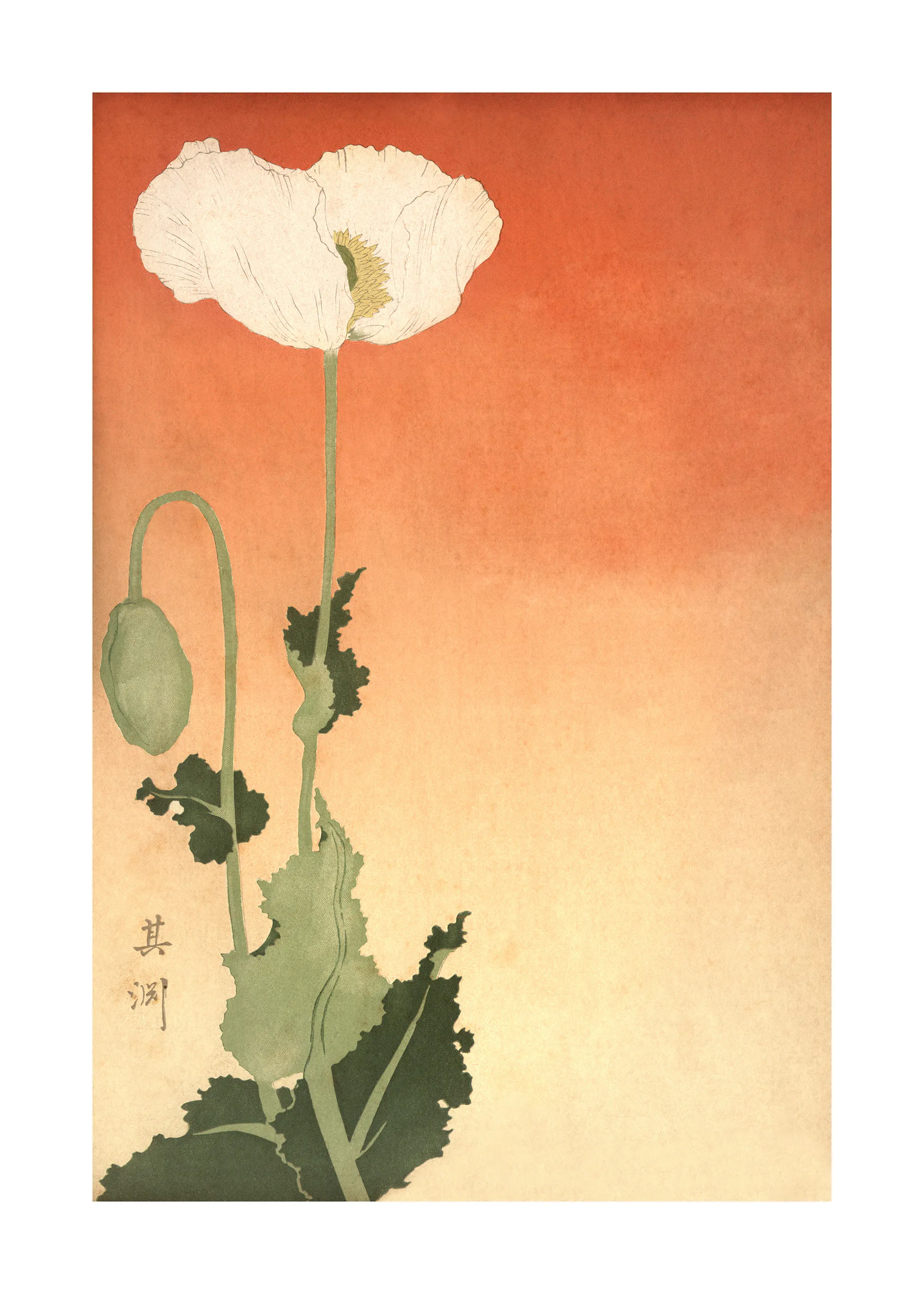 Poppy Flower Poster 0