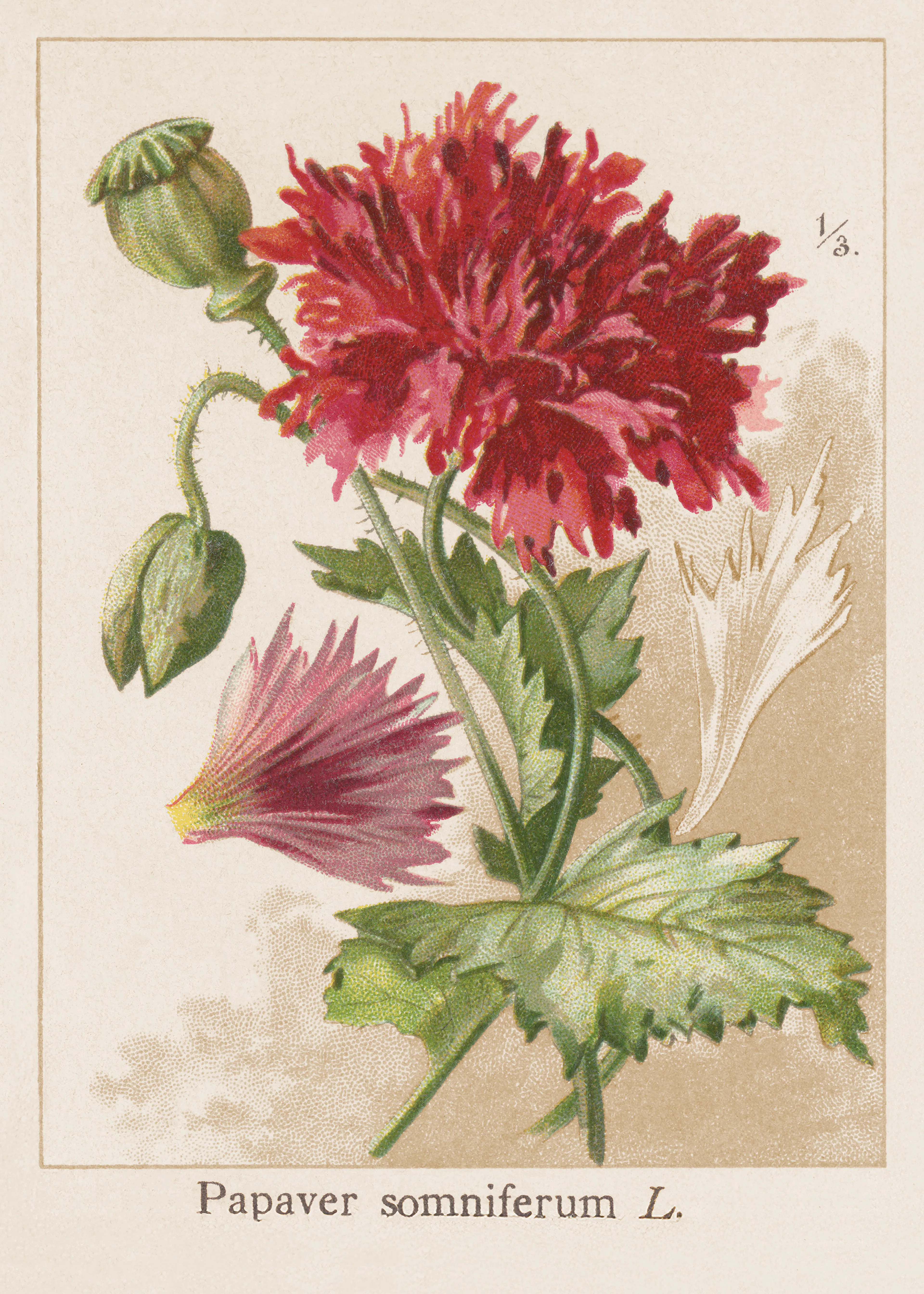 Vintage Poppy No1 Poster 0