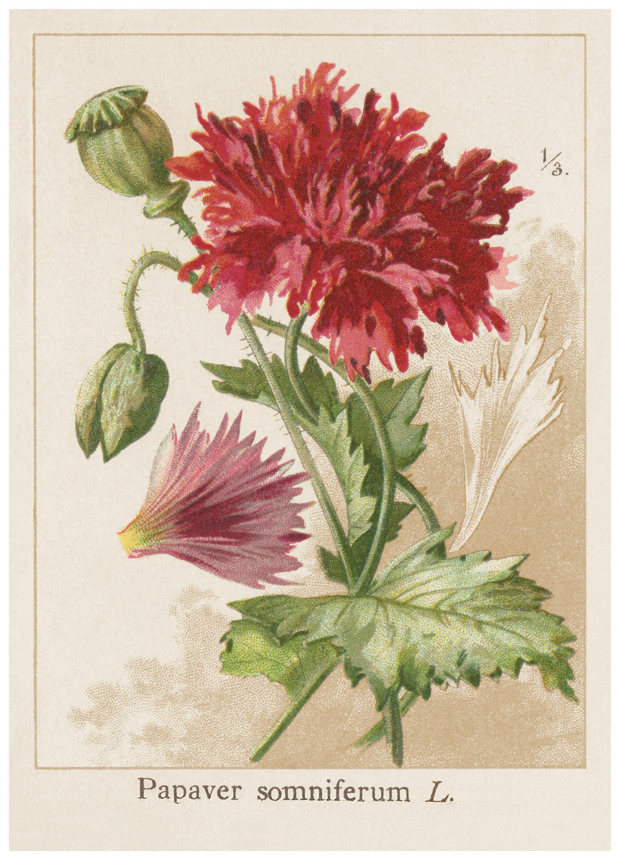 Vintage Vallmo No1 Poster (50x70 cm) - Poster Store