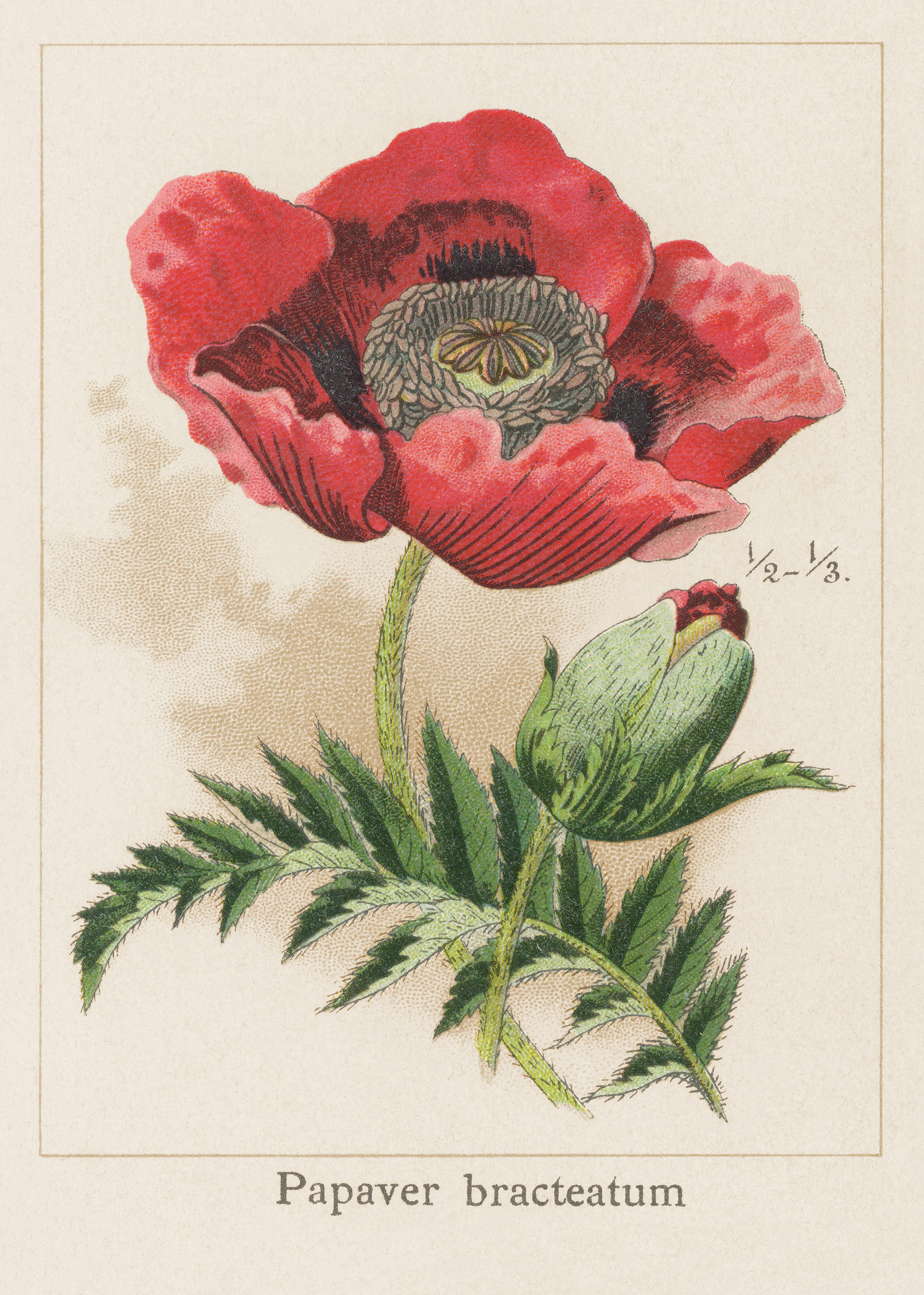 Vintage Valmue No2 Plakat 0