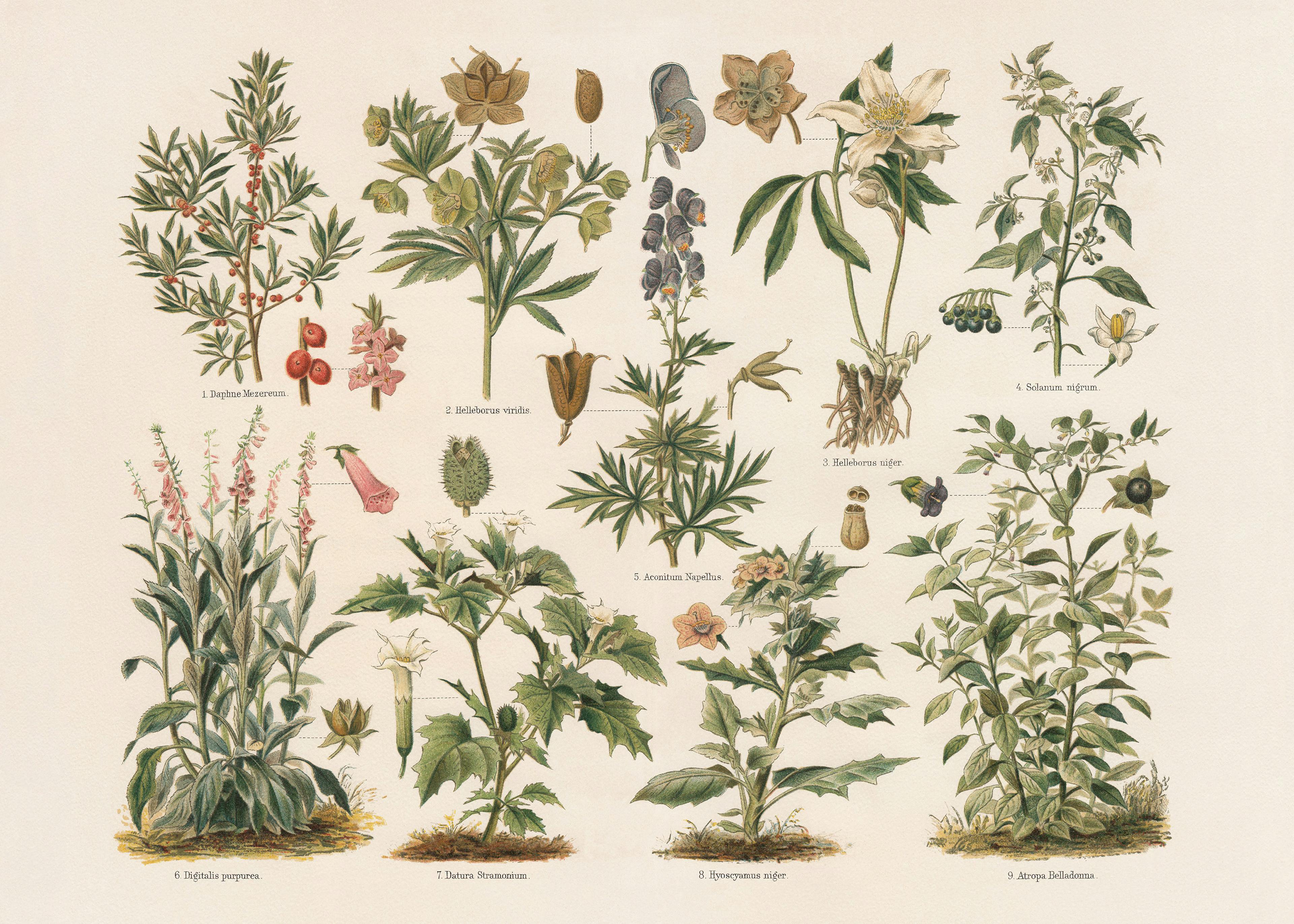 Giftige Planten Poster 0