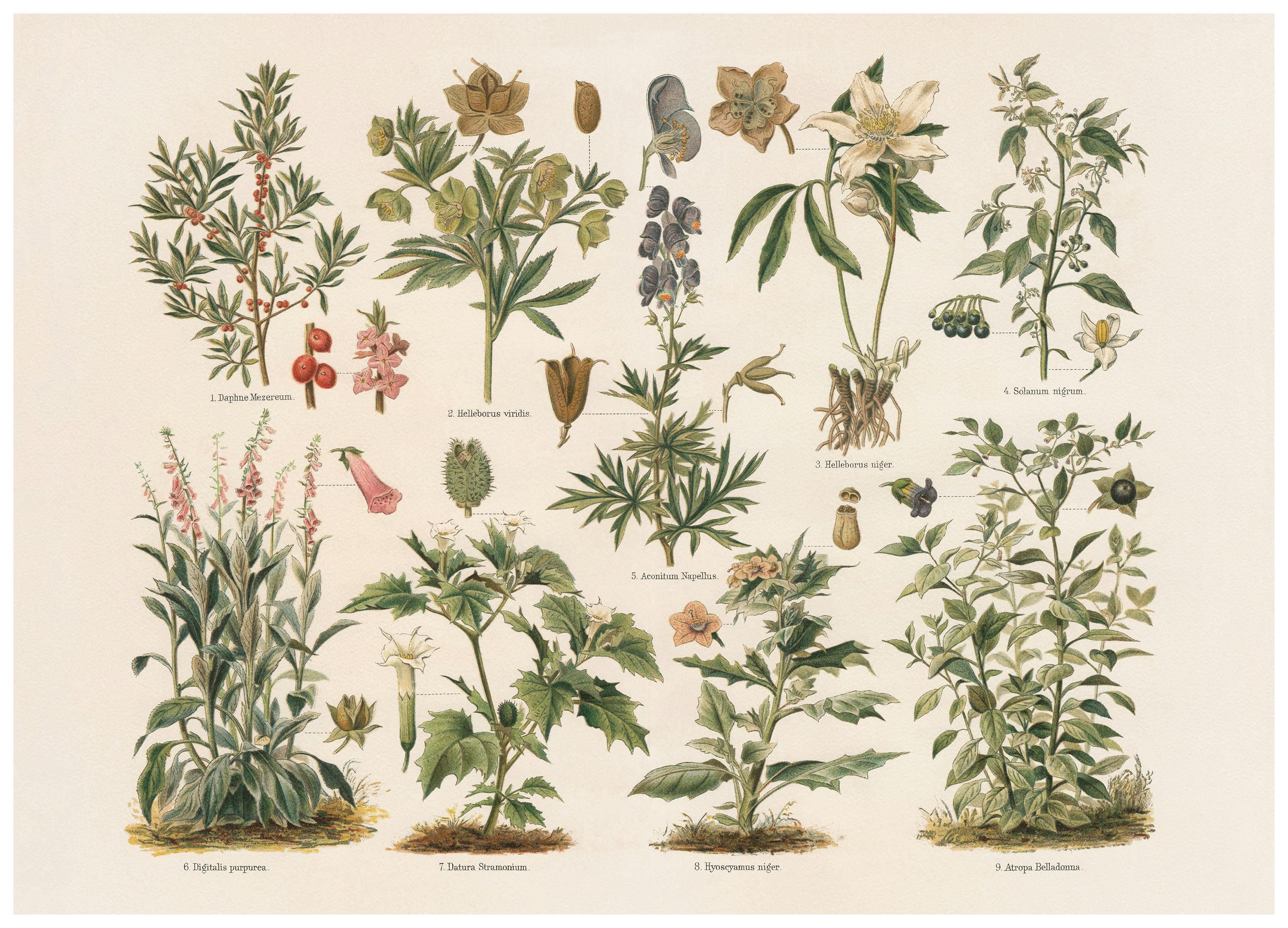 Poisonous Plants Poster (70x100 cm) - Poster Store