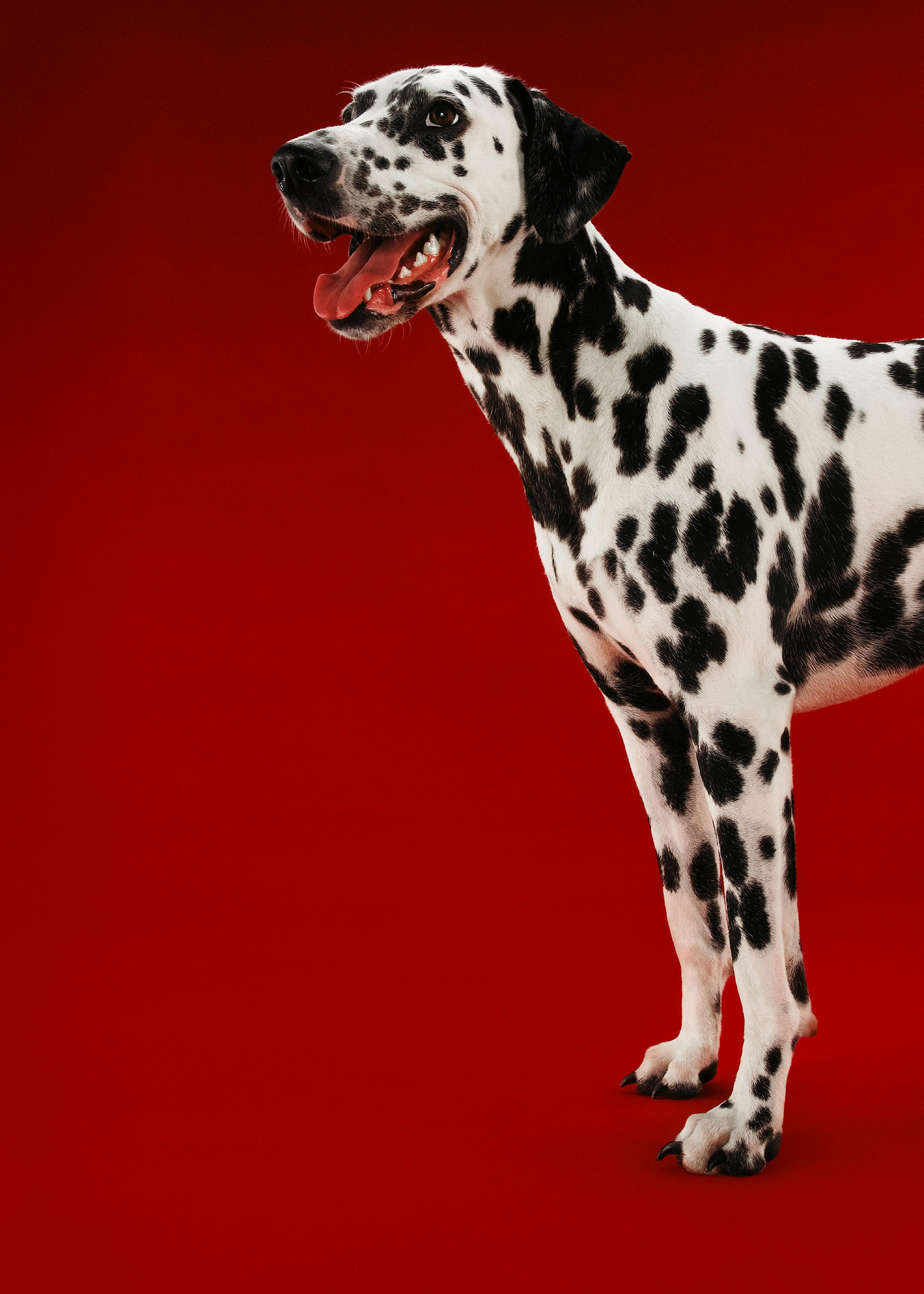 Dalmatische Hond No1 Poster 0