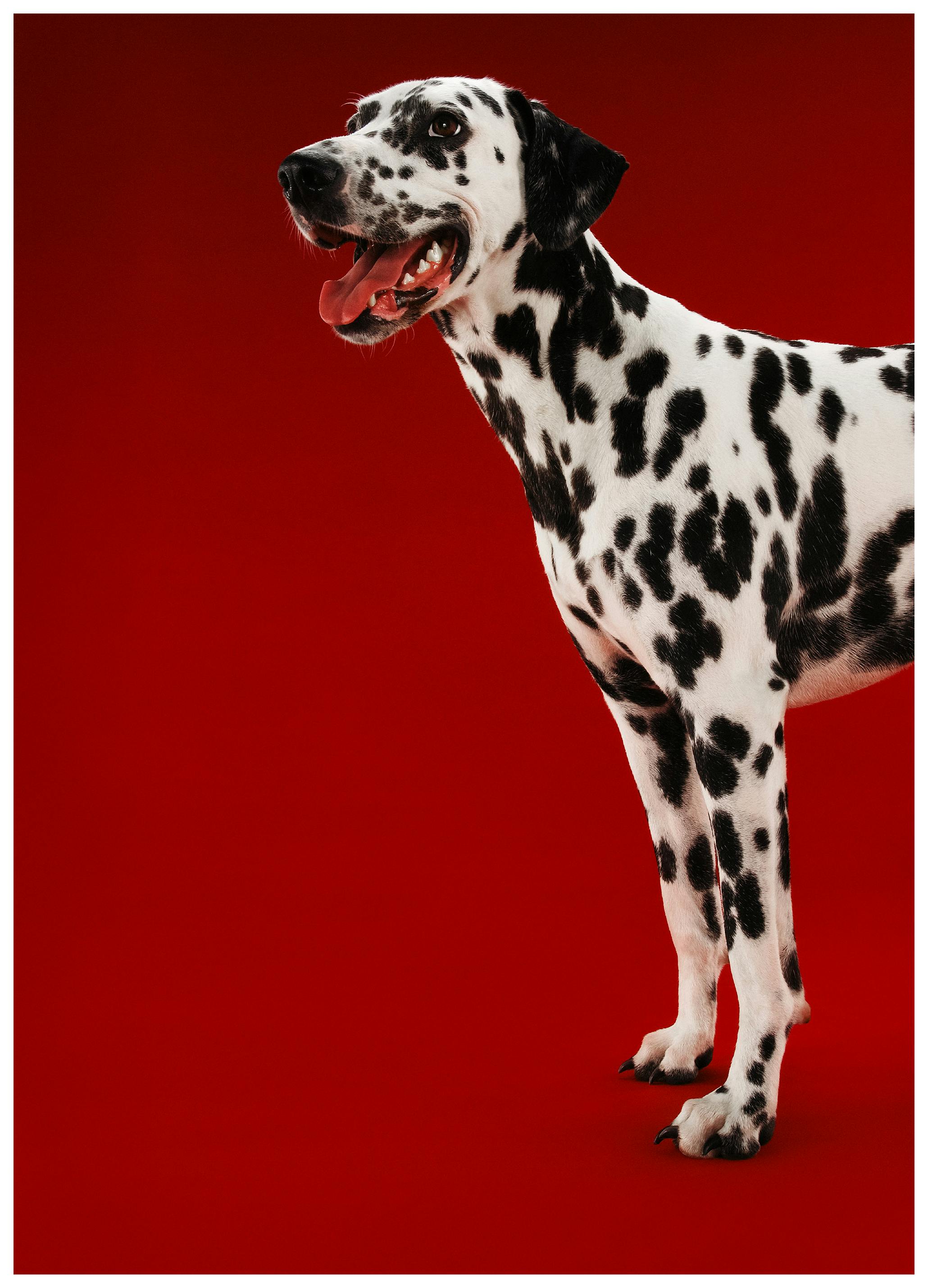Chien Dalmatien N°1 Affiche (70x100 cm) - Poster Store