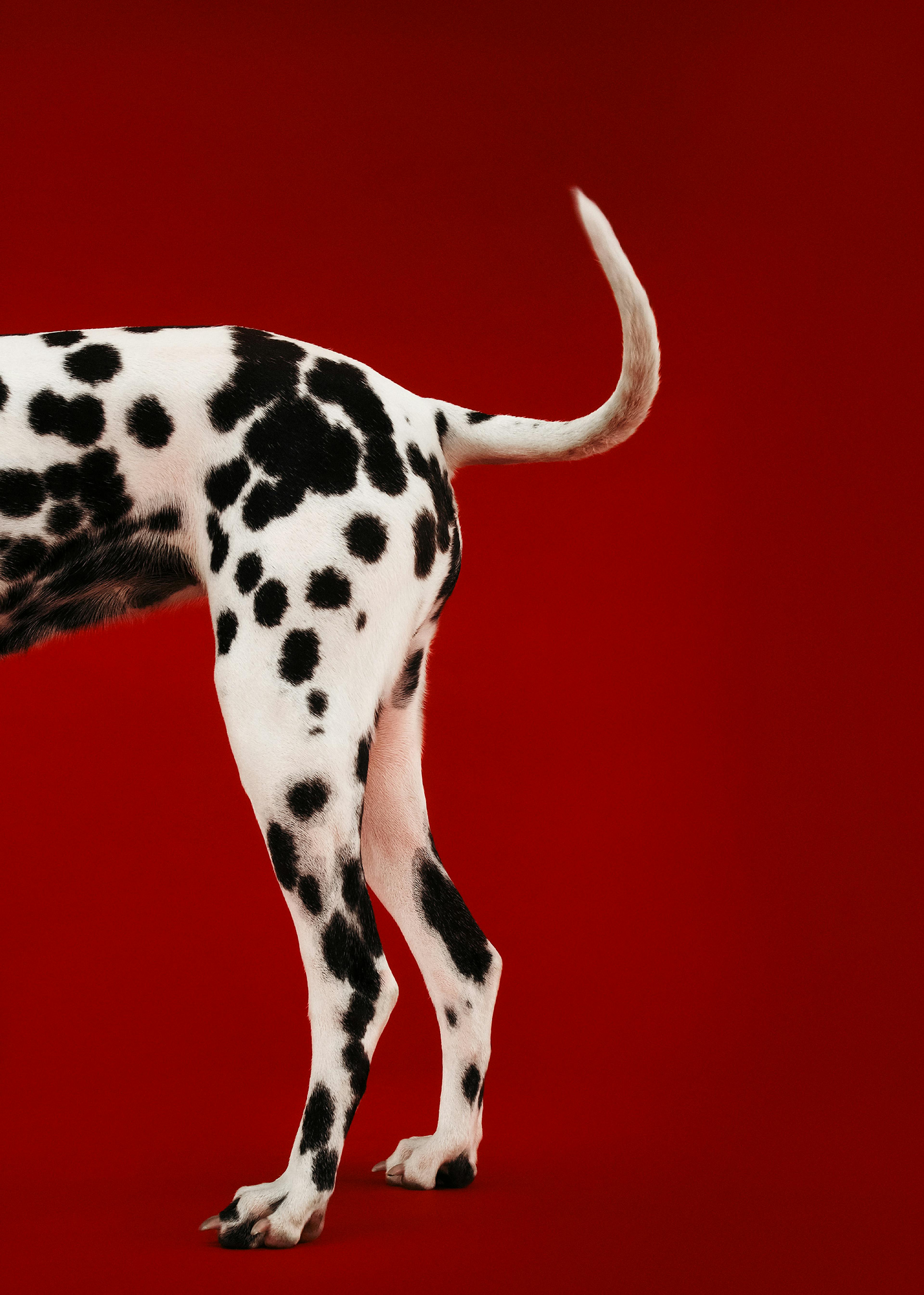 Dalmatiner No2 Poster 0