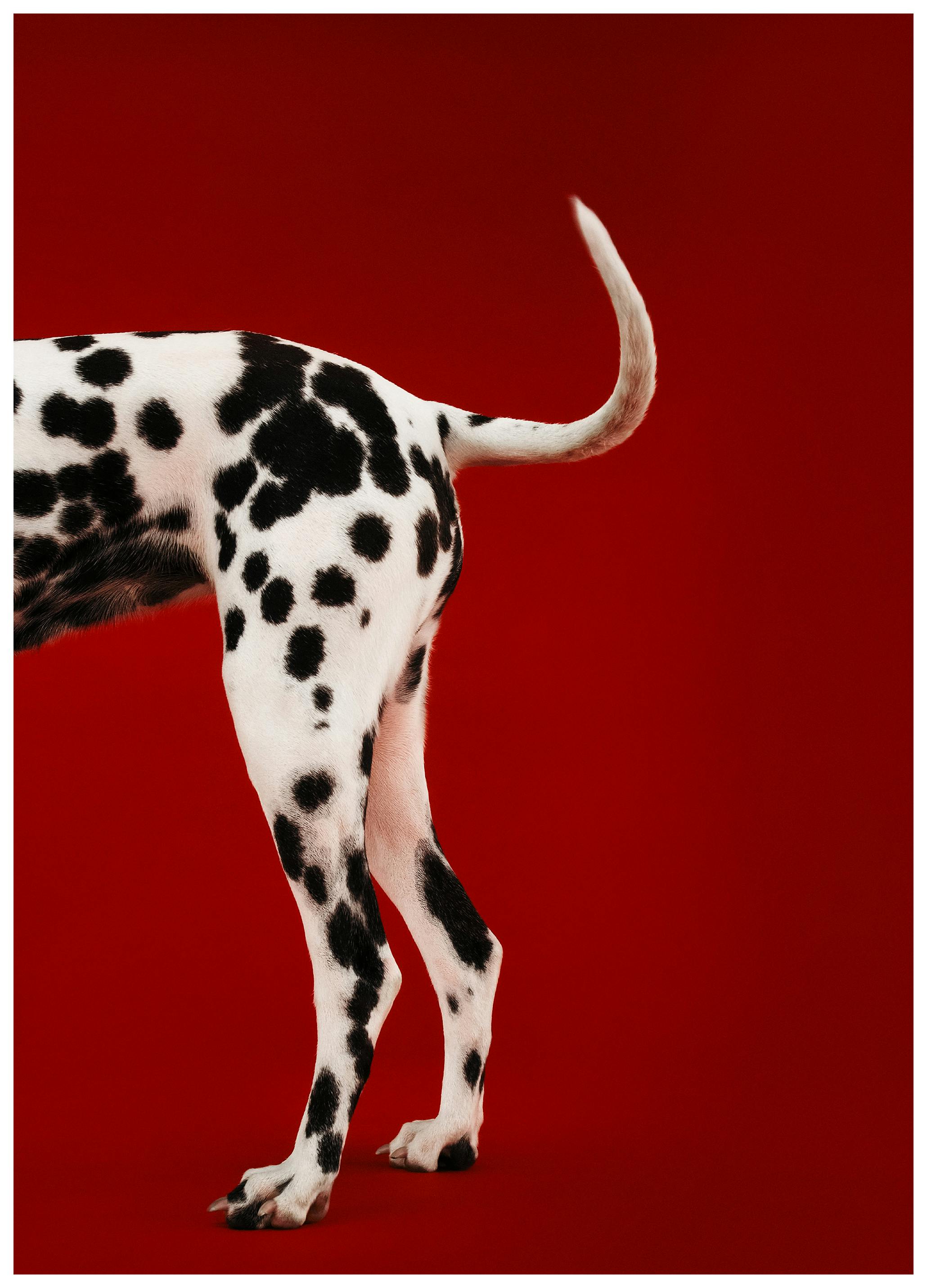 Chien Dalmatien N°2 Affiche (70x100 cm) - Poster Store