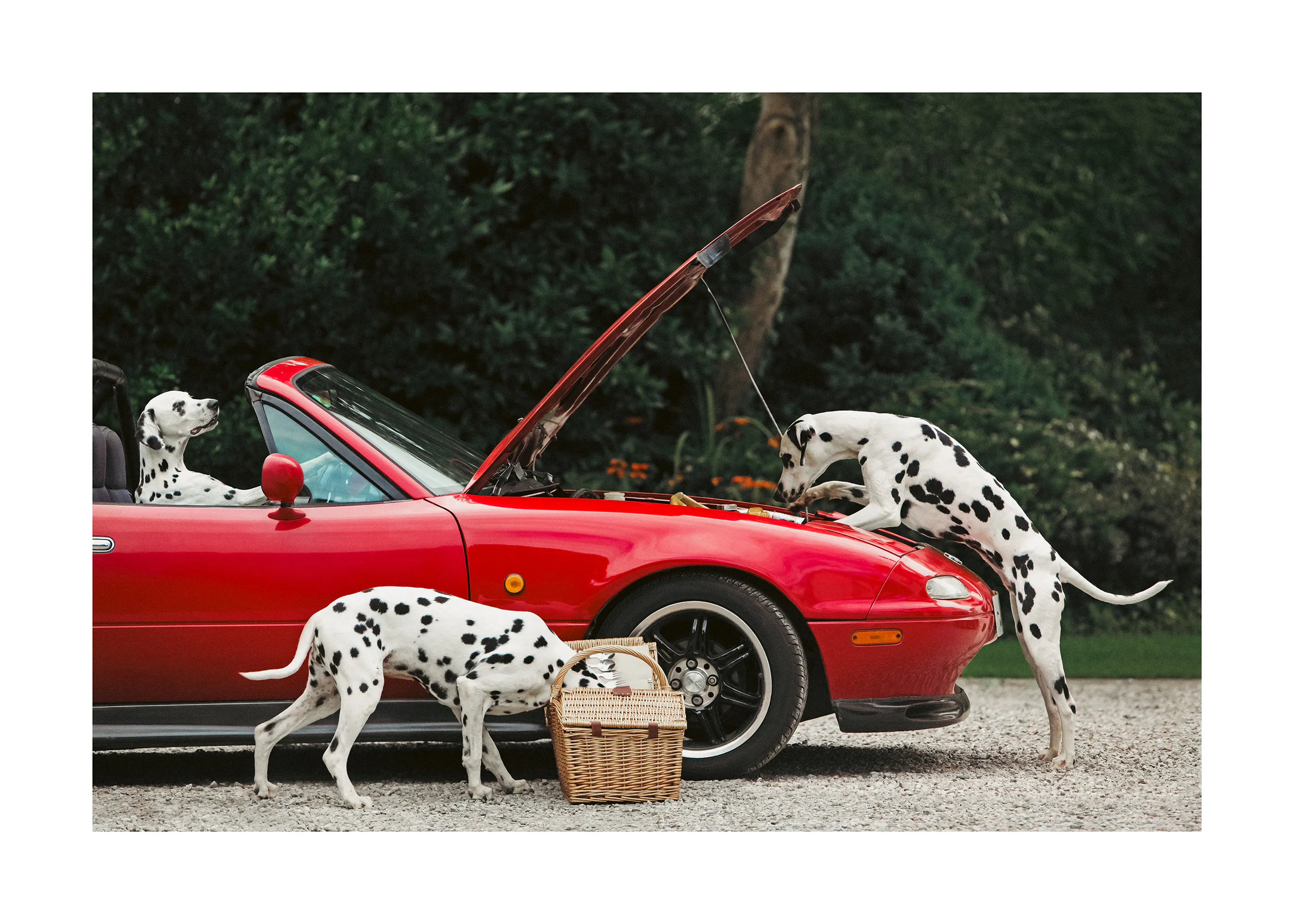 Funny Dalmatians Poster 0