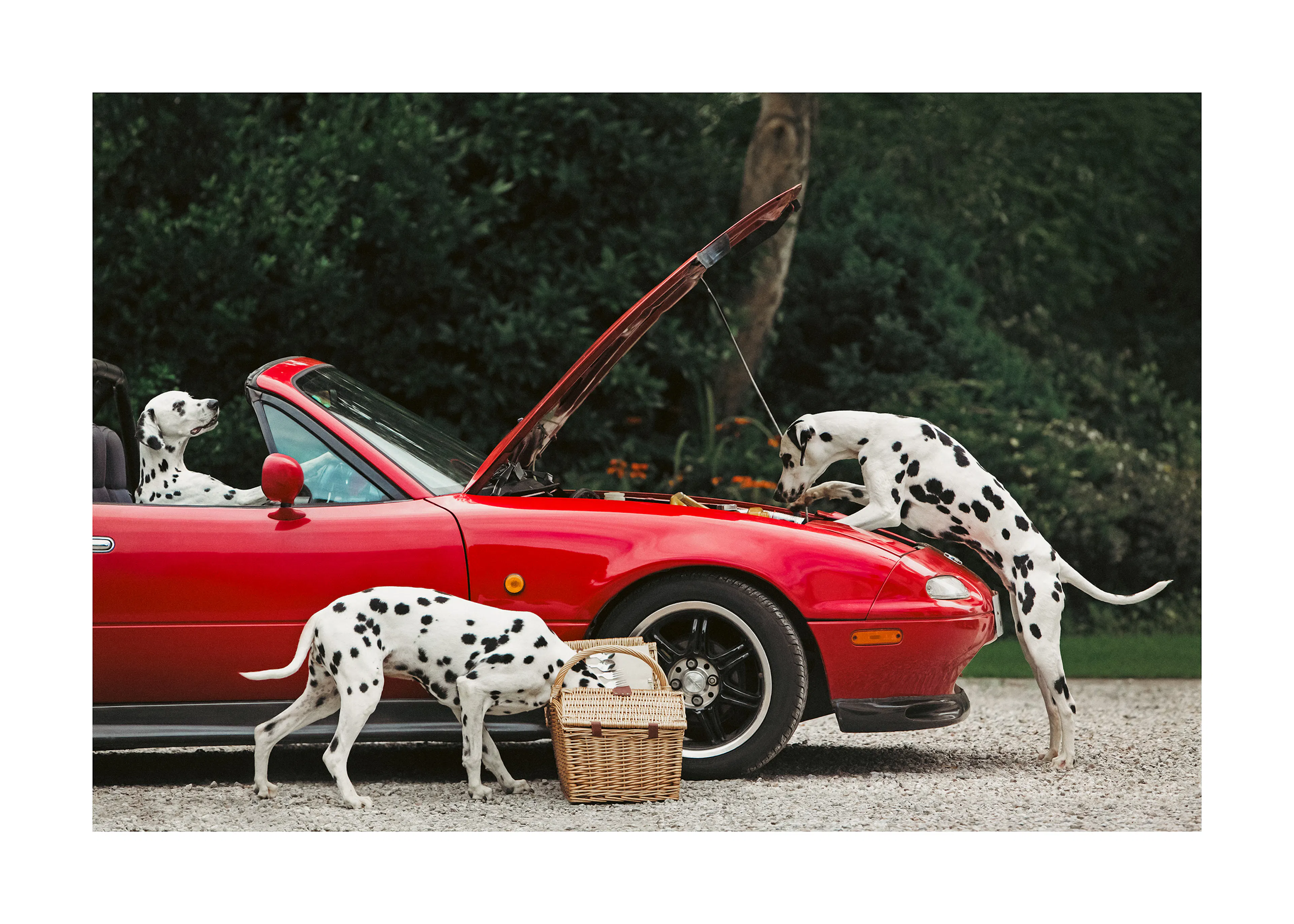 Funny Dalmatians Poster 0
