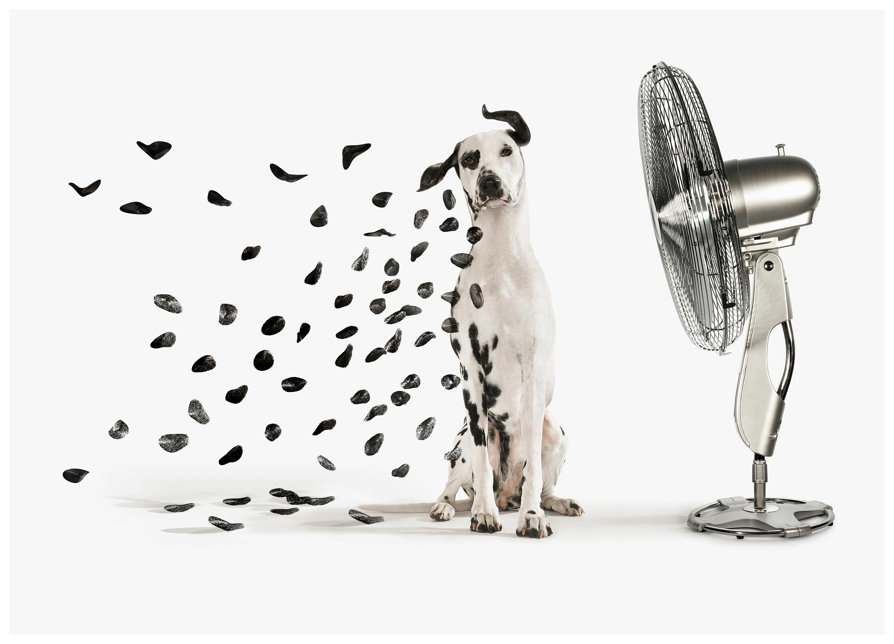 Dalmatian in the Wind Poster (30x40 cm) - Poster Store