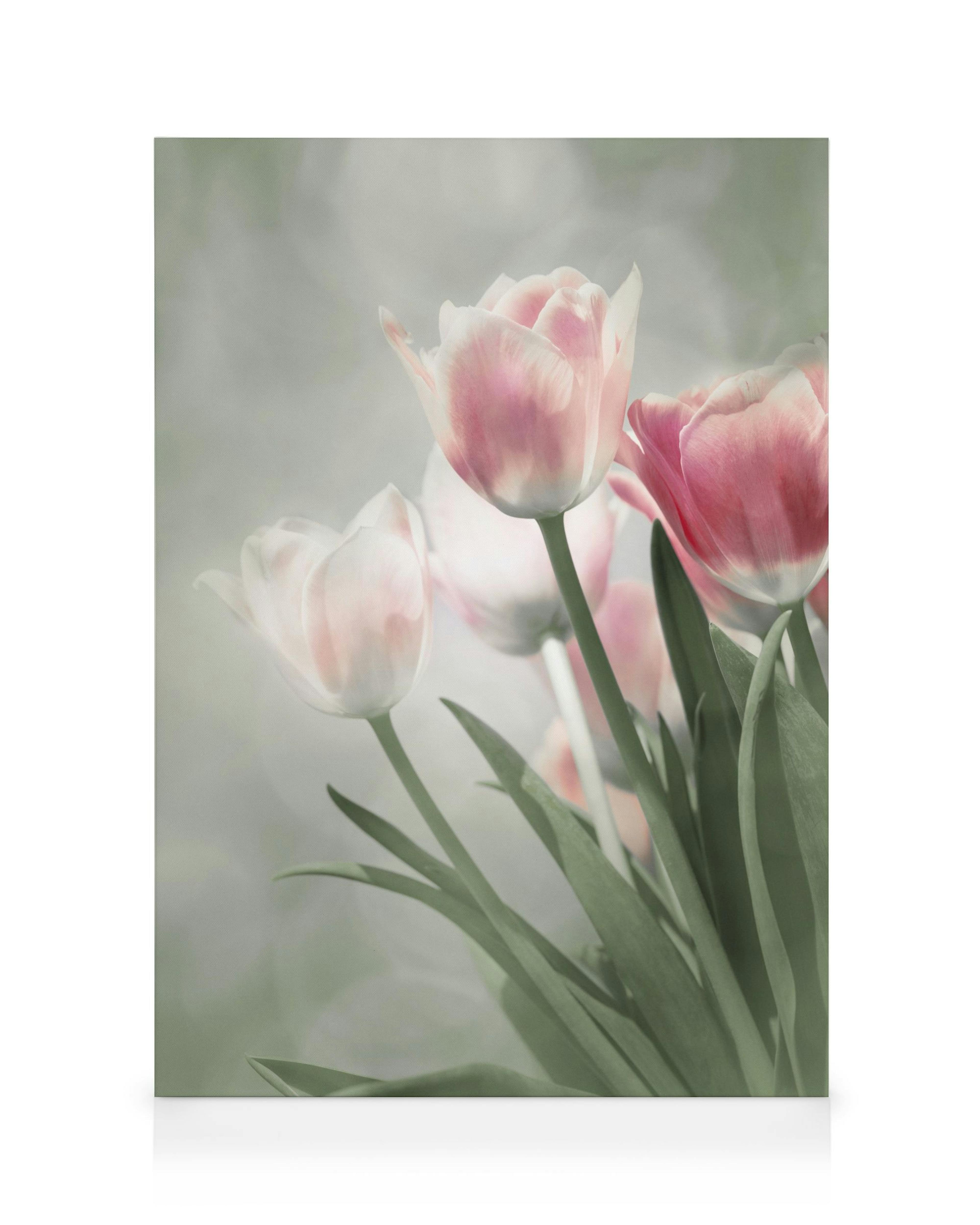 Růžové tulipány v květu obraz na plátně 0