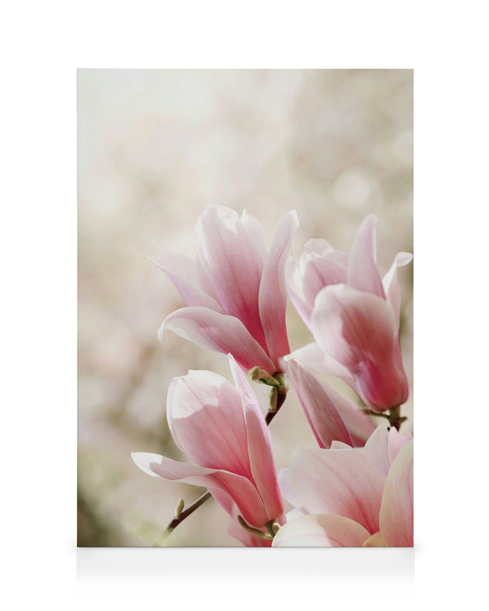 Magnolia Tree Blossoms Canvas print 0