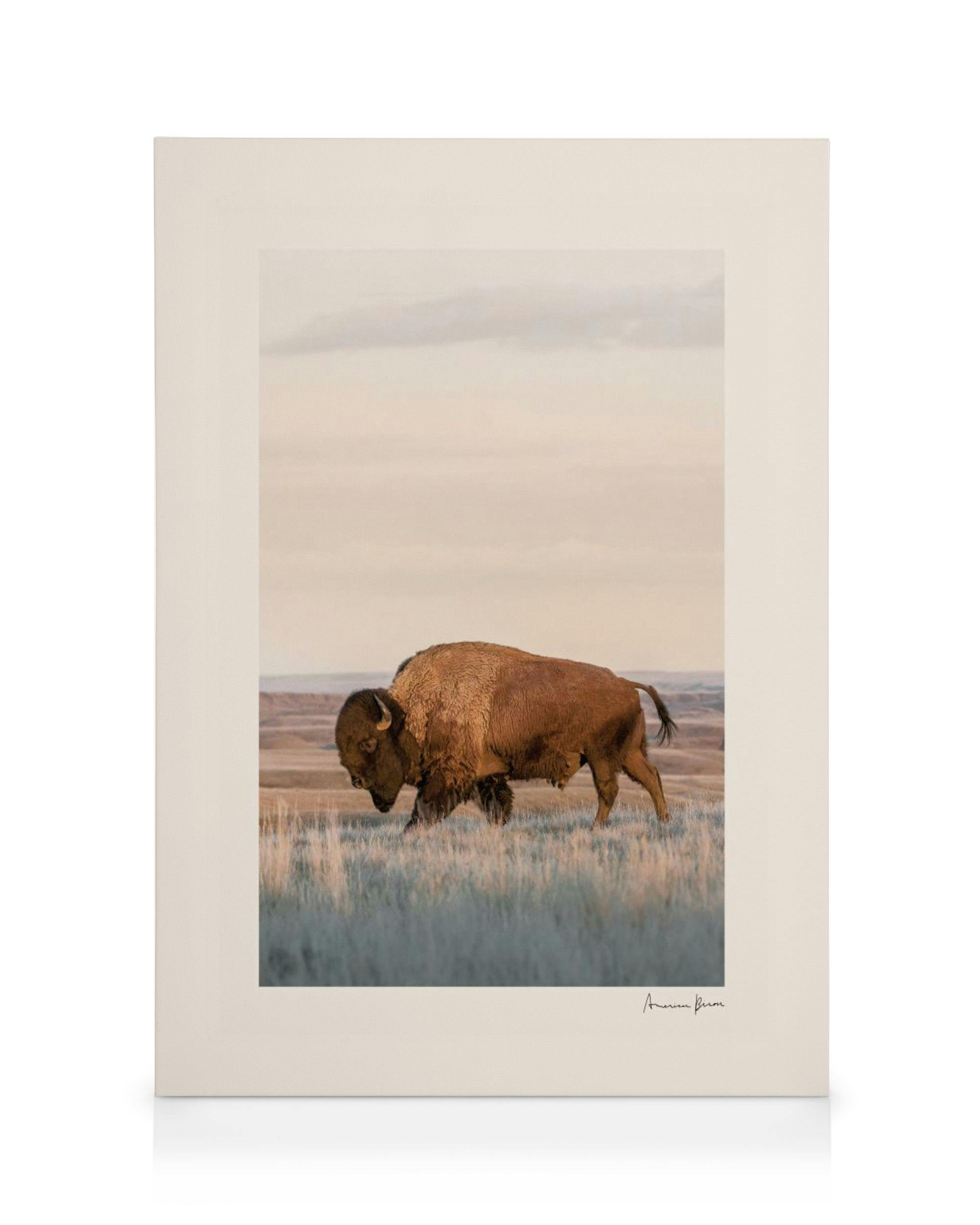 Toile dun bison solitaire marchant dans une prairie herbeuse sous un ciel doux et nuageux. Les tons sont naturels et chauds.