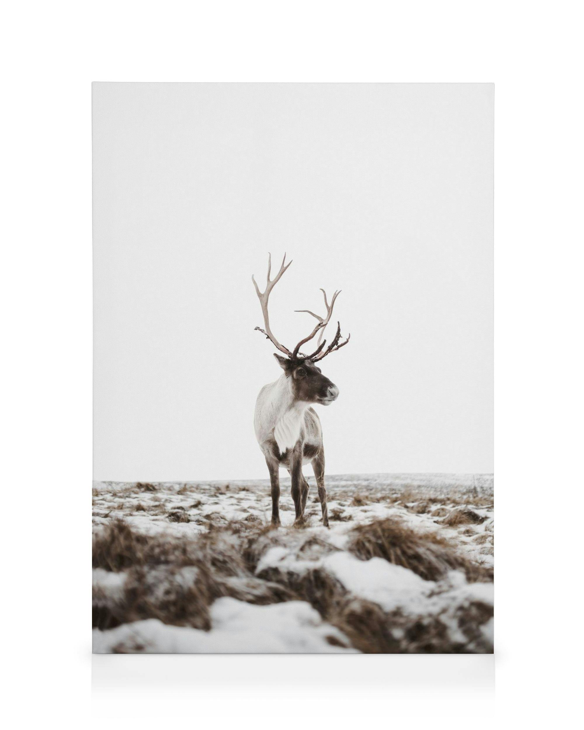 Toile dun caribou au pelage gris et blanc avec de grands bois, debout dans un paysage enneigé.