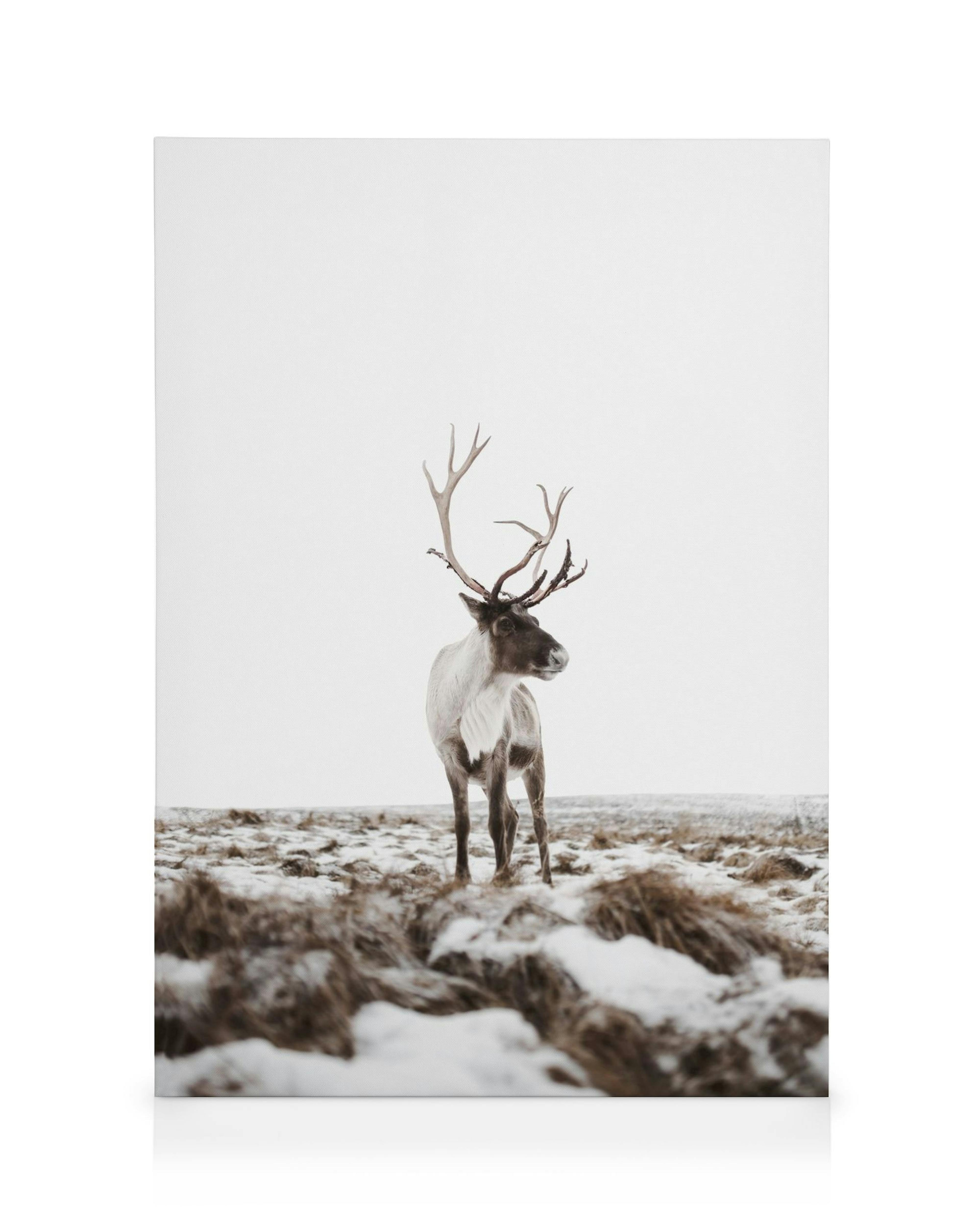 Toile dun caribou au pelage gris et blanc avec de grands bois, debout dans un paysage enneigé.