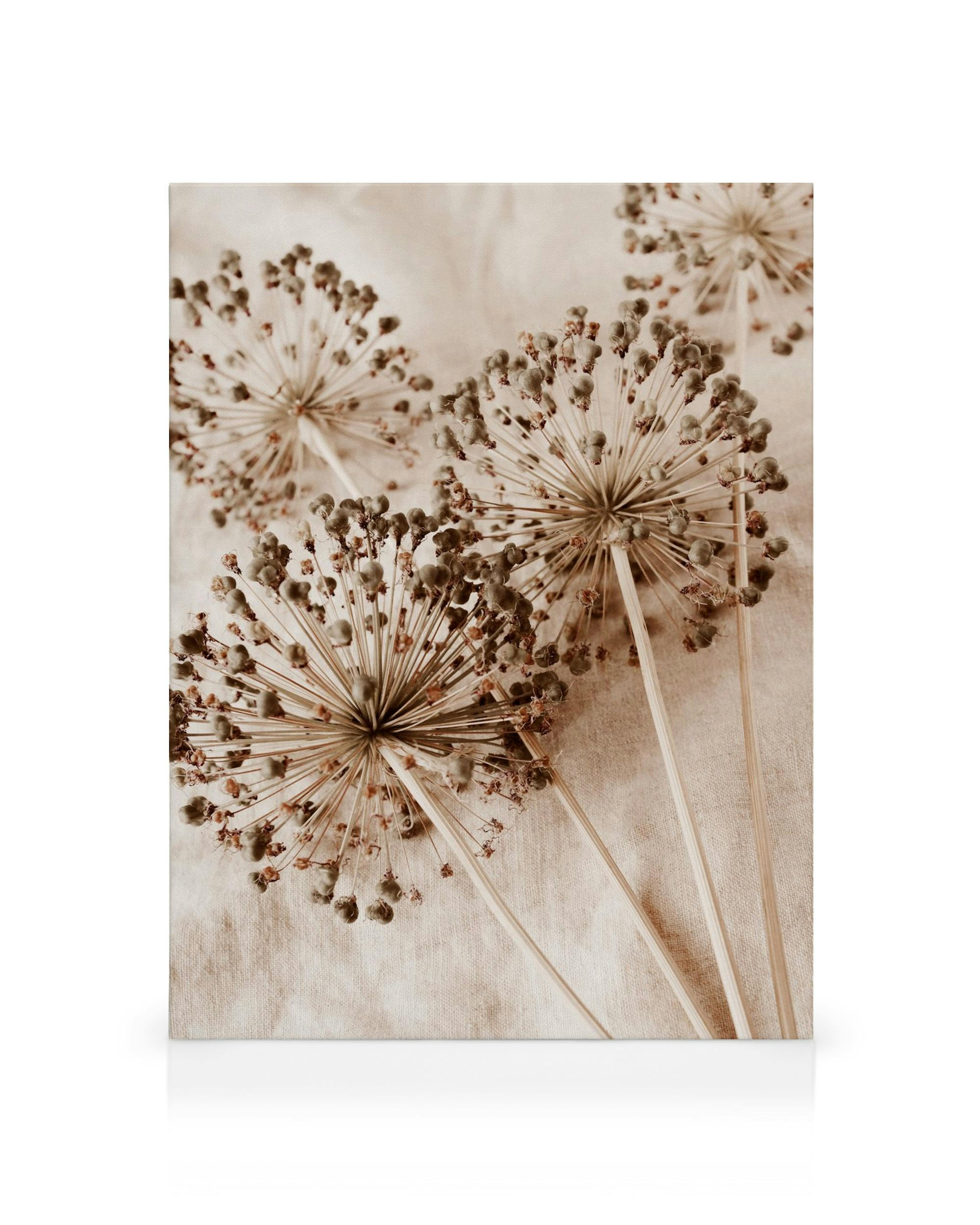 A sepia-toned canvas featuring dried allium flower heads with seed pods and long stems on a light background.