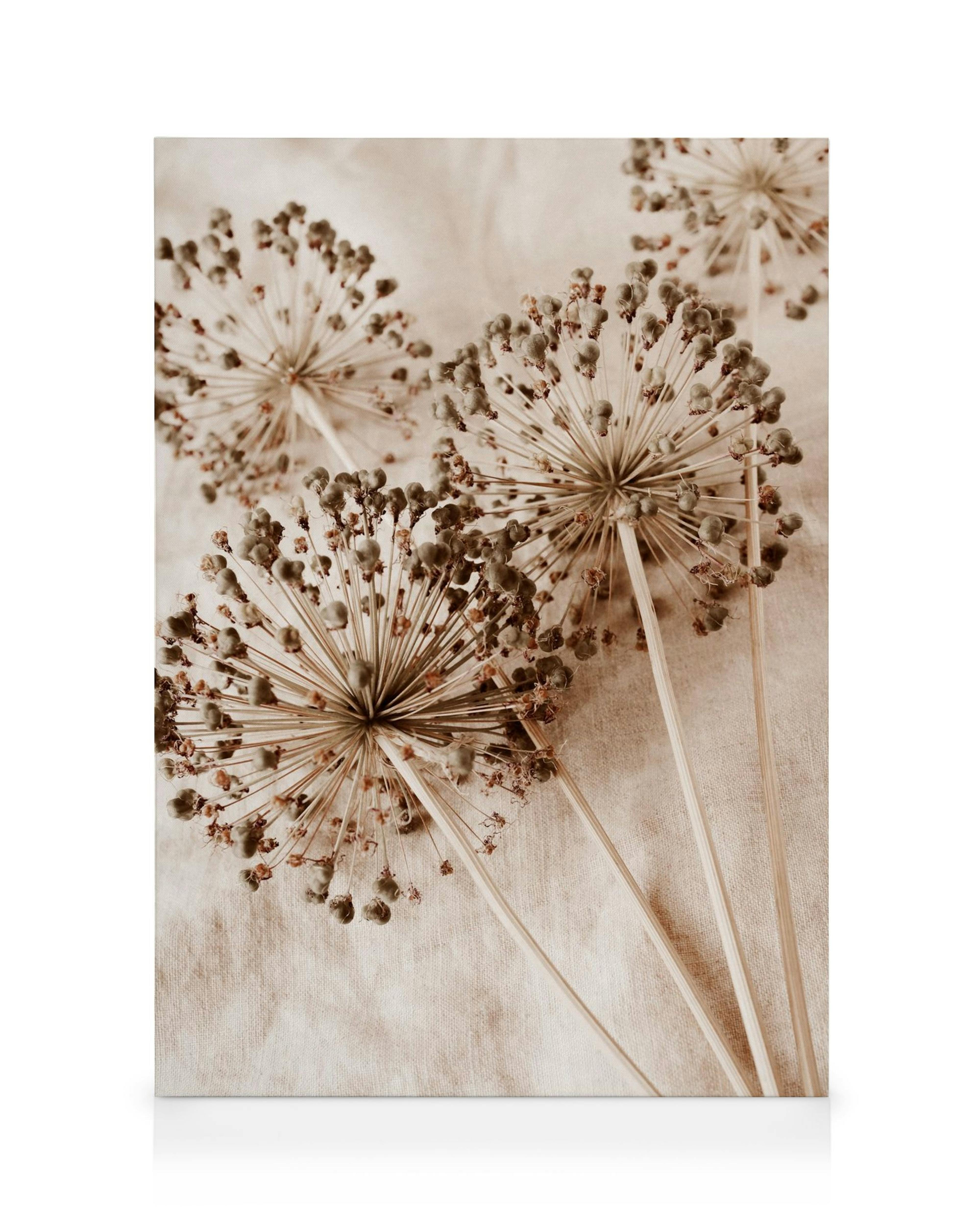 A sepia-toned canvas of dried allium flowers with seed pods on long stems, creating a natural, rustic look.